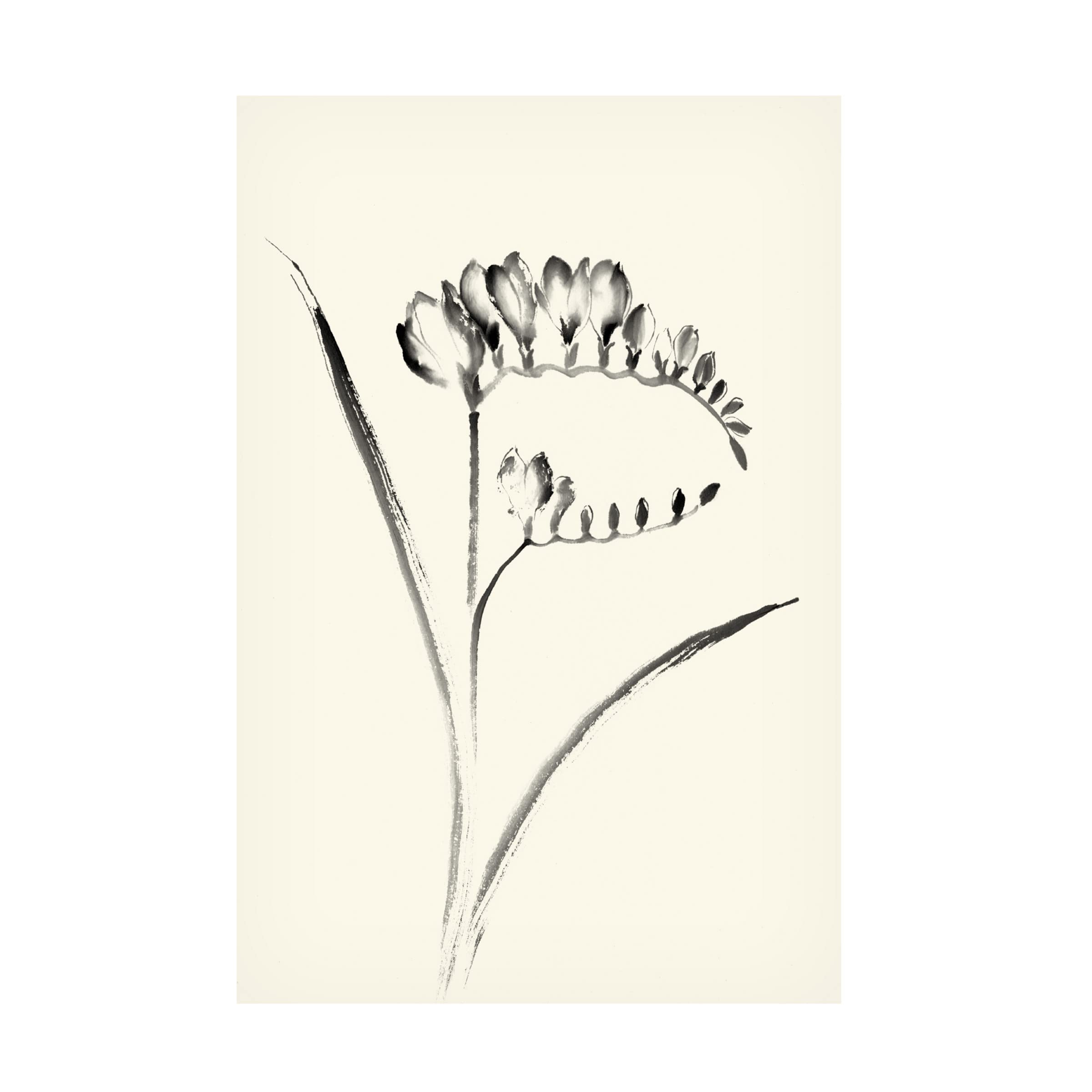 Nan Rae Ink Wash Floral VI Freesia Canvas Wall Art Print - Hand Painted Flower Painting for Living Room, Bedroom & Office Decor