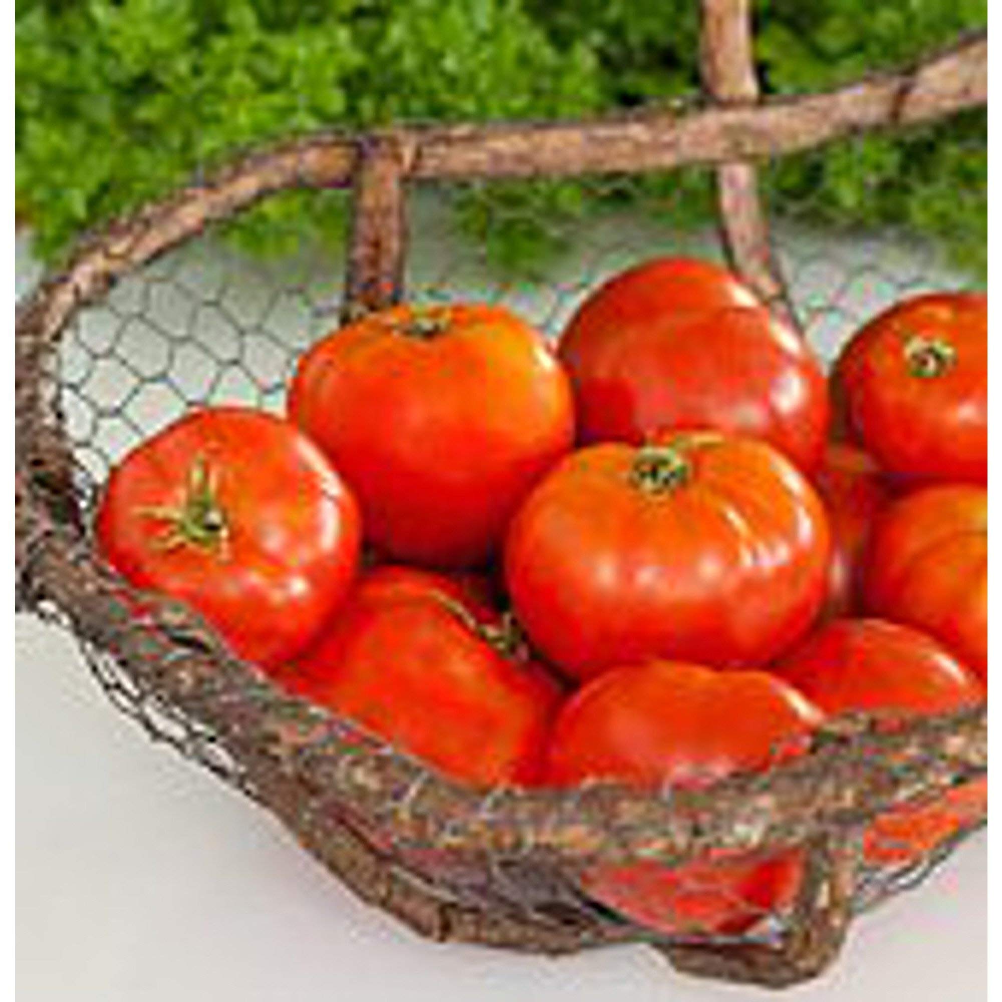 Organic Mountain Pride Tomato Seeds - Non-GMO Heirloom Variety (25+ Seeds) for Home Vegetable Gardening | Perfect for Fresh Salads, Sauces & Canning