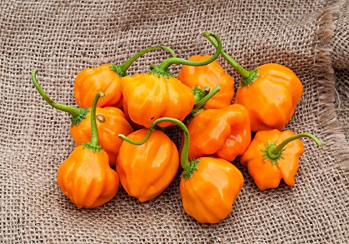 Premium Aji Dulce Orange Heirloom Pepper Seeds for Planting - Non-GMO, Organic, High Germination Rate - Perfect for Home Gardens, Container Planting & Gourmet Cooking