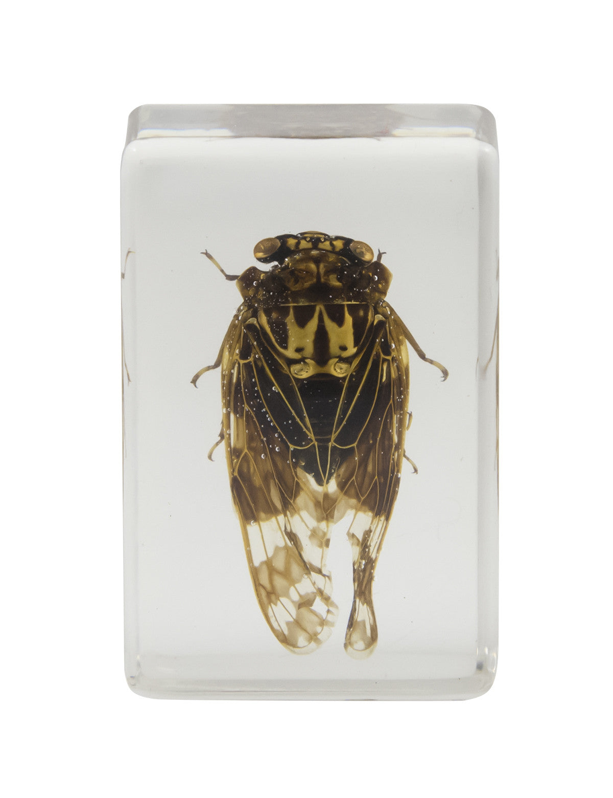 3D Bug Specimen Kit #3 - Realistic Insect Models for Science Education & Home Decor - Perfect for Classroom Learning, Nature Study, and Halloween Decorations