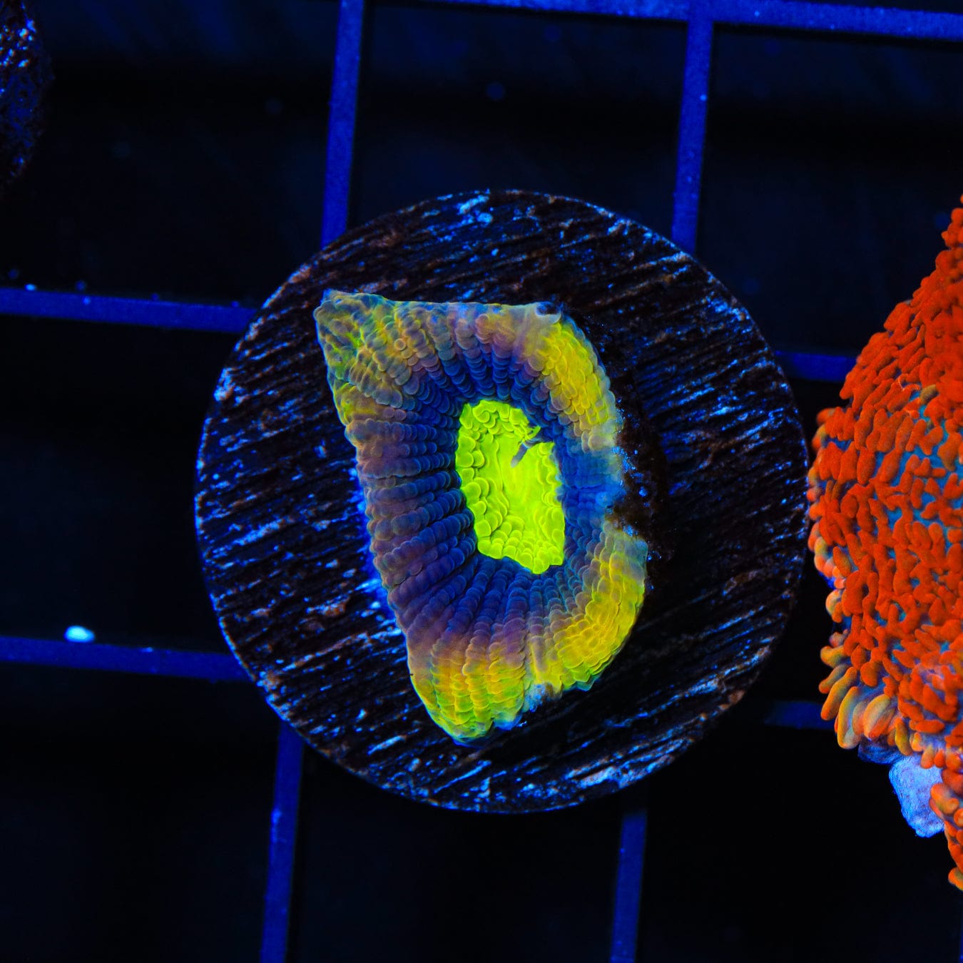 Dragon Soul Favia Coral - Premium Saltwater Coral for Reef Aquariums | Perfect for Marine Tanks & Coral Frag Racks