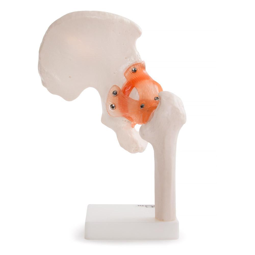 66Fit Human Hip Joint Anatomical Model - Medical Teaching Tool for Students & Professionals | Perfect for Anatomy Study, Physical Therapy & Orthopedic Education