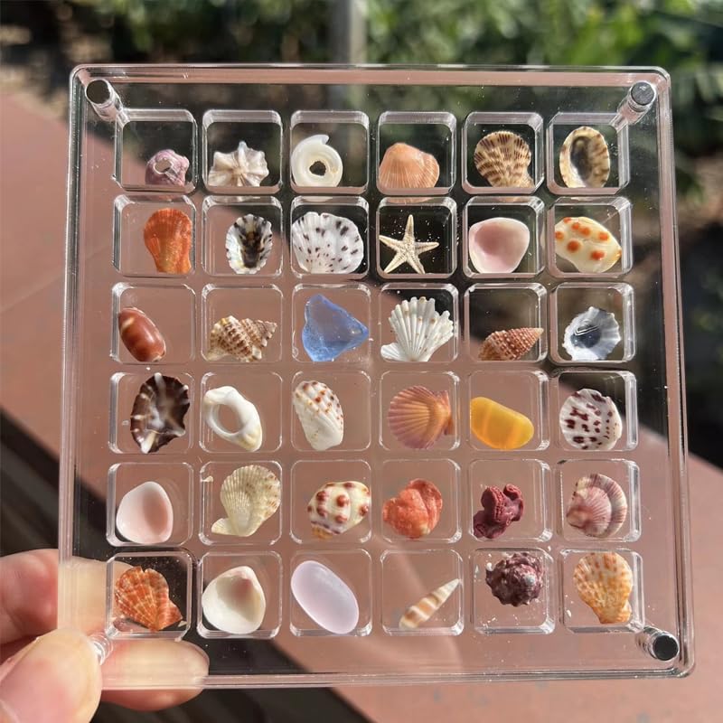Acrylic Magnetic Seashell Display Box - 64 Grid Transparent Collectible Storage Case for Shells, Starfish & DIY Crafts | Perfect for Beach Decor, Home Display & Gift Organization