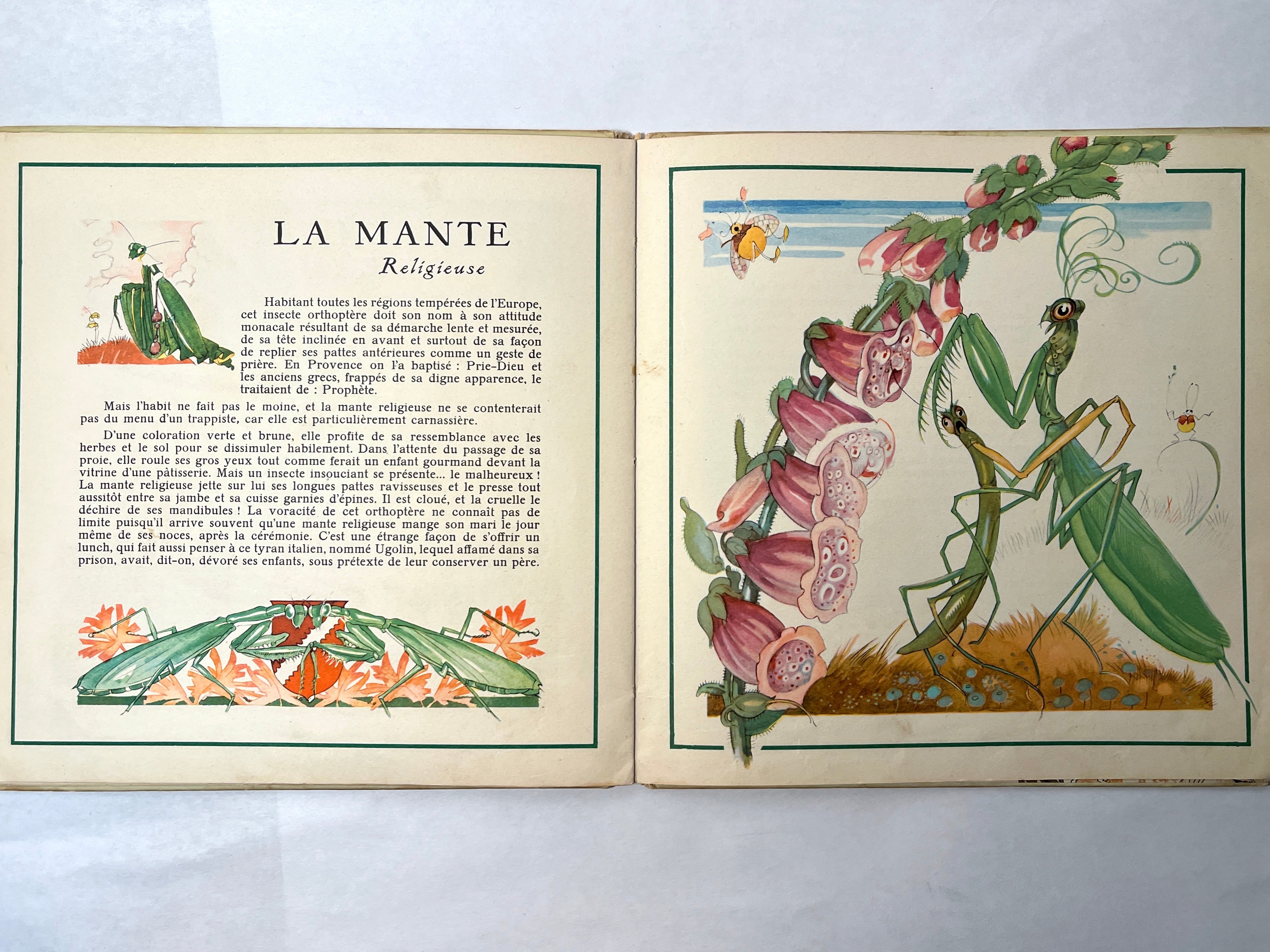 Le Buffon des Enfants, II: Les Insectes de Chez Nous by Bernard Roy (1943 Hardcover) - Vintage Children's Nature Book About Insects - Perfect for Homeschooling & Nature Study