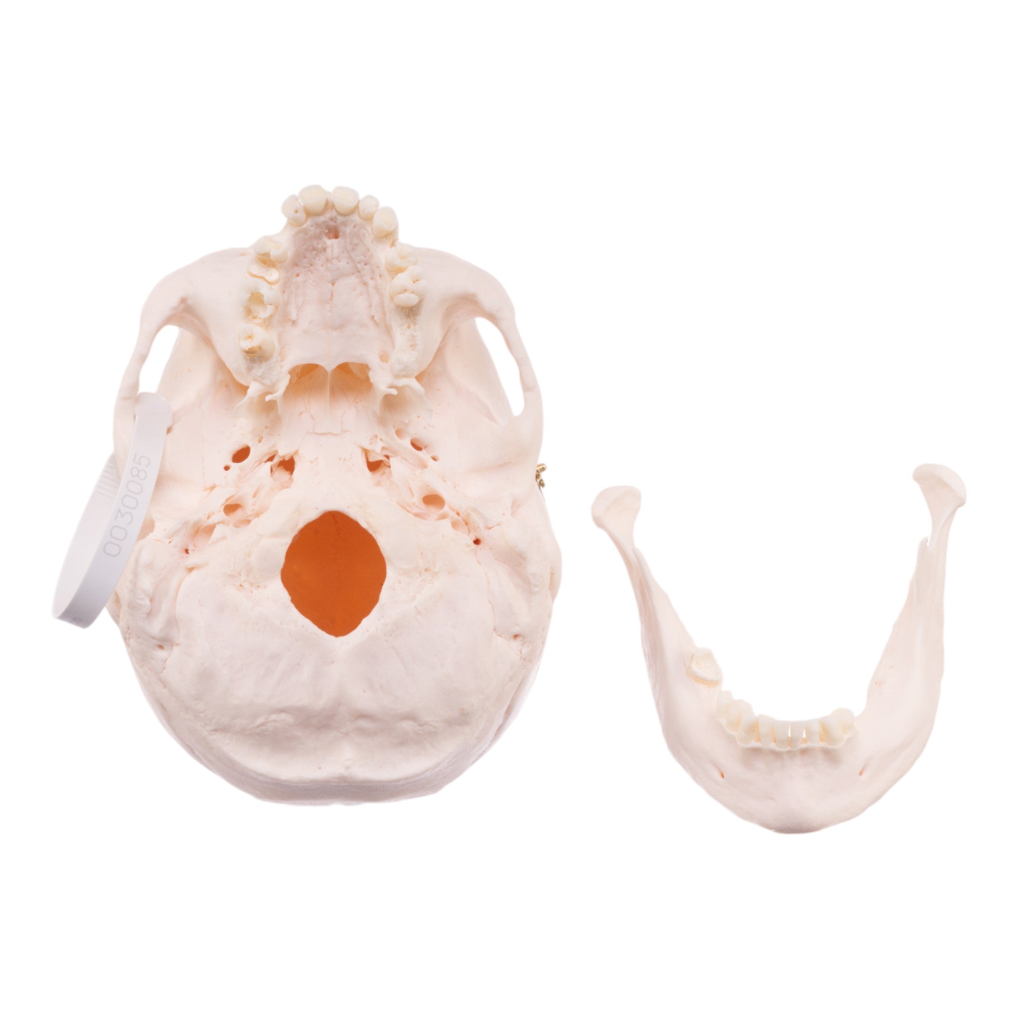 Authentic Human Skull Model for Medical Research & Education - Perfect for Anatomy Studies, Classroom Demonstrations & Halloween Decor
