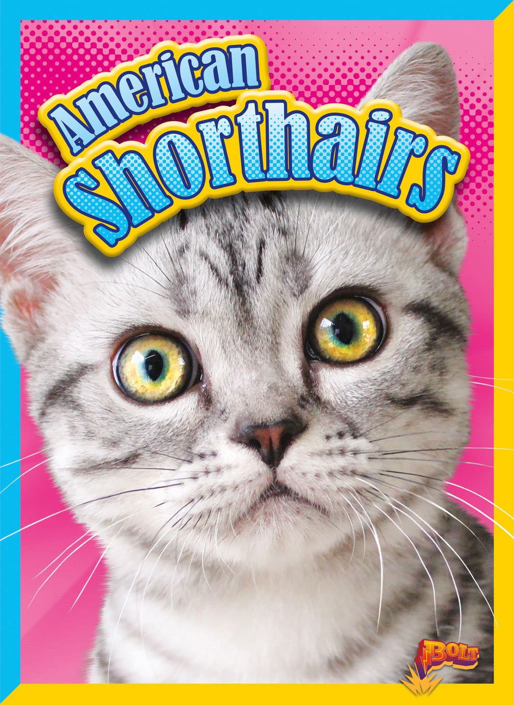 American Shorthair Cat - Premium Quality Purebred Kitten for Sale | Perfect Family Pet & Companion for Home & Office