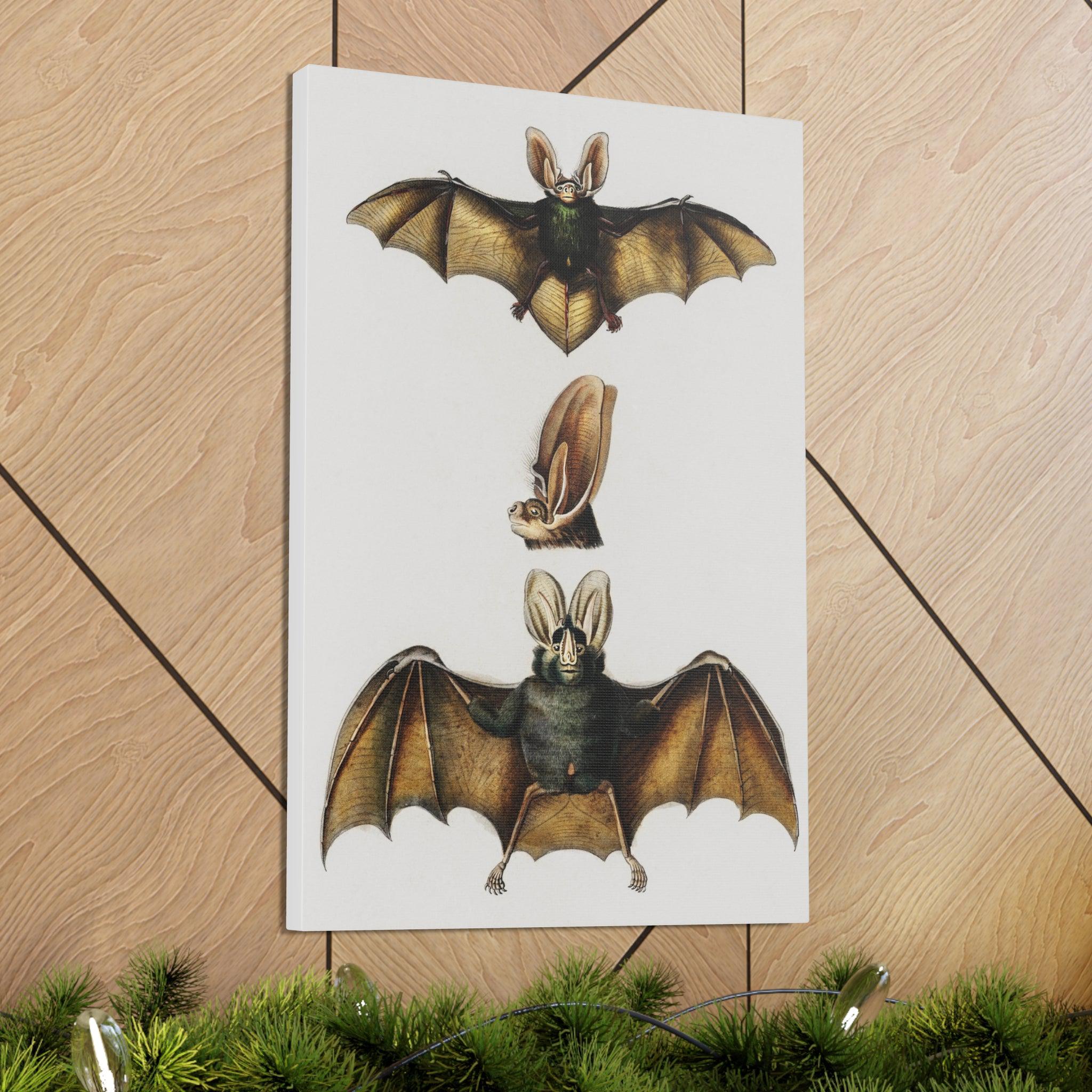 Plecotus Bat Art Print by Charles Dessalines - Stunning Canvas Wall Decor for Home, Office & Gifts | Wildlife Illustration | Nature-Inspired Decor