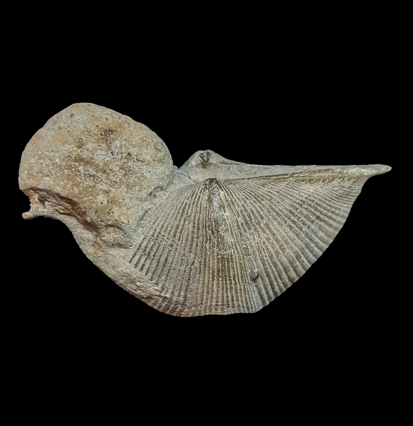 Authentic Fossilized Brachiopod - Ancient Marine Fossil Specimen for Collectors & Education | Perfect for Home Decor, Classroom Display & Paleontology Gifts