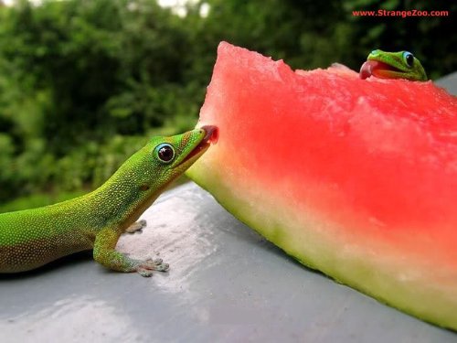100 Crimson Sweet Watermelon Seeds (Citrullus lanatus) - Juicy, Sweet Homegrown Melons for Summer Gardens, Fresh Snacks & Fruit Salads