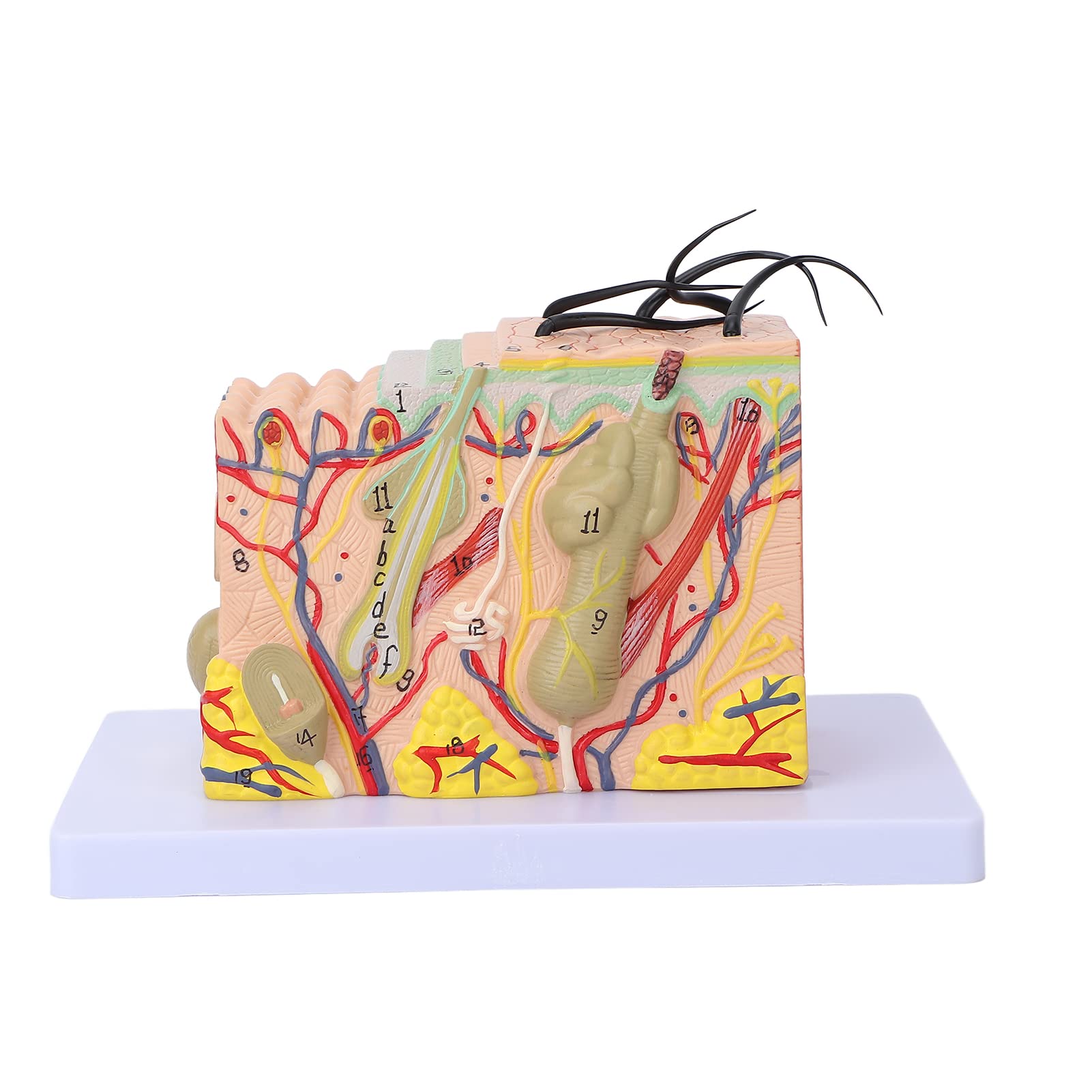 Magnified Skin Tissue Model - PVC Anatomical Skin Model for Dermatology Study, Cosmetology Training & School Education | Perfect for Medical Students, Skin Care Professionals & Classroom Demonstrations