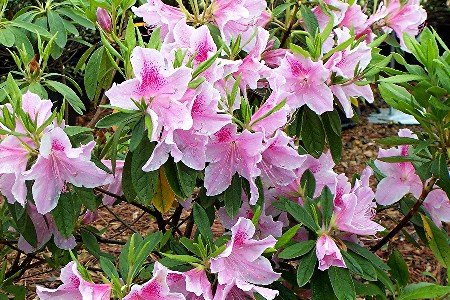 George Tabor Azalea (3 Gallon) - Pastel Orchid Flowers with Deep Rose Throat & Pink Specks | Pixies Gardens | Perfect for Landscaping, Garden Borders & Outdoor Decor