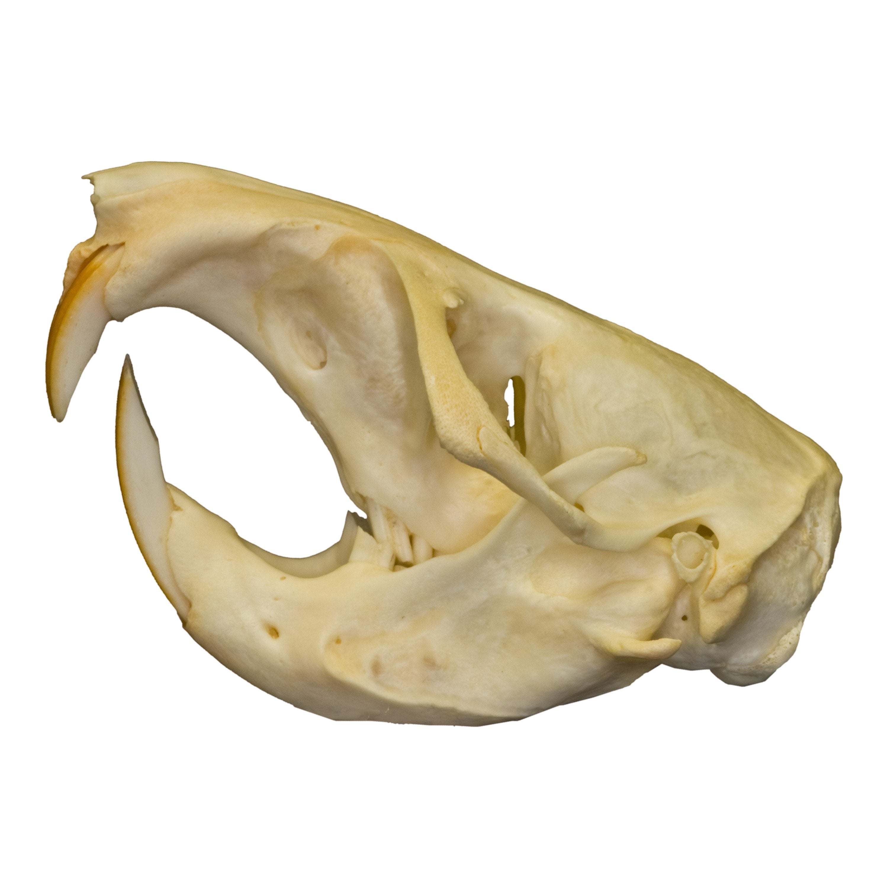 Authentic Pocket Gopher Skull Specimen - Taxidermy Oddity for Science Education, Gothic Decor & Unique Collector's Item - Perfect for Biology Classrooms, Cabinets of Curiosities & Dark Aesthetic Displays