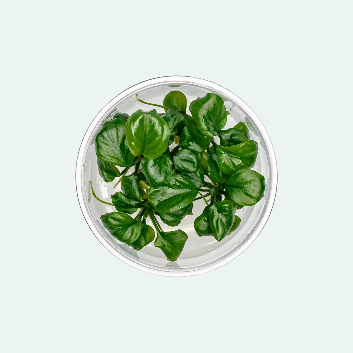 Anubias Round Leaf Golden Coin - Live Aquarium Plant for Fish Tanks, Freshwater Aquascaping & Low Light Aquariums - Perfect for Beginners & Shrimp Tanks