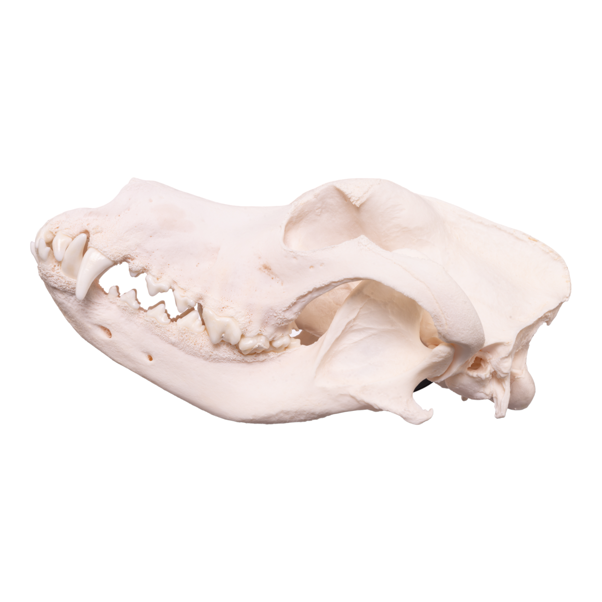 Authentic Domestic Dog Skull - Great Dane Specimen with Periodontal Details | Perfect for Veterinary Study, Taxidermy & Educational Displays