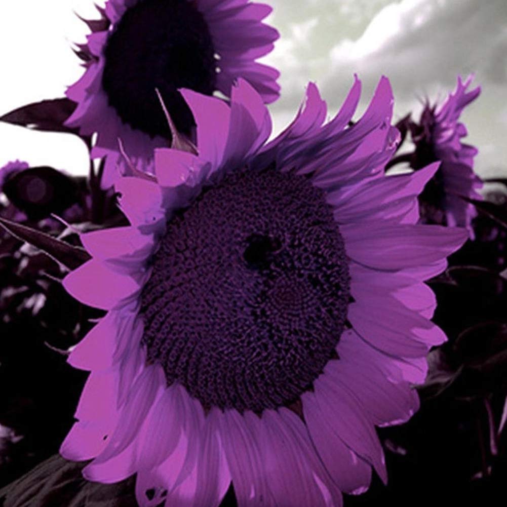 Non-GMO Purple Sunflower Seeds for Planting - Beautiful Ornamental Flowers for Home Garden, Yard, Farm & Office Decor | Perfect for Landscaping, Wedding Bouquets & DIY Crafts