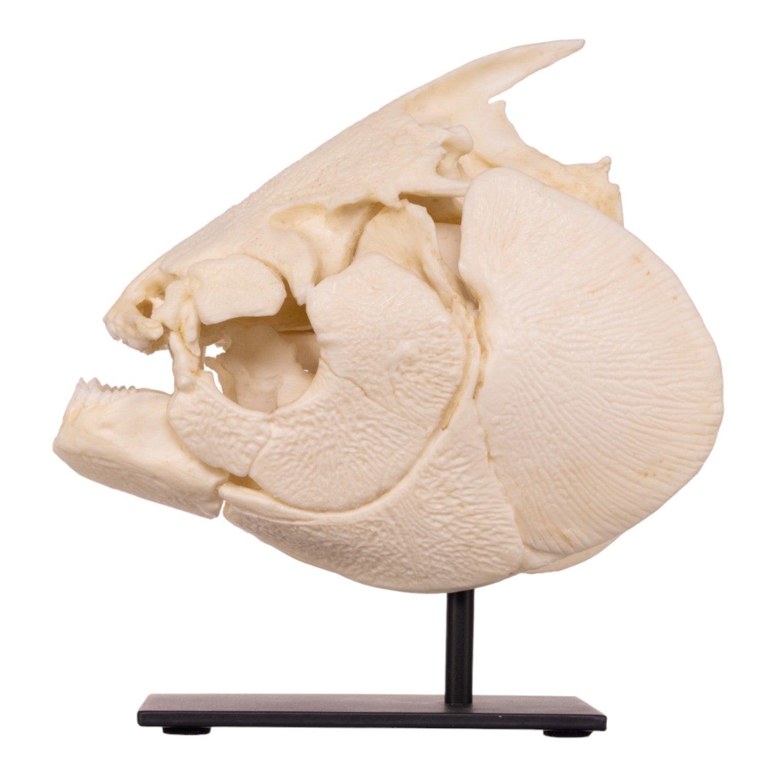Authentic Pacu Fish Skull Replica on Display Stand - Unique Home Decor, Taxidermy Collectible & Gothic Halloween Decoration