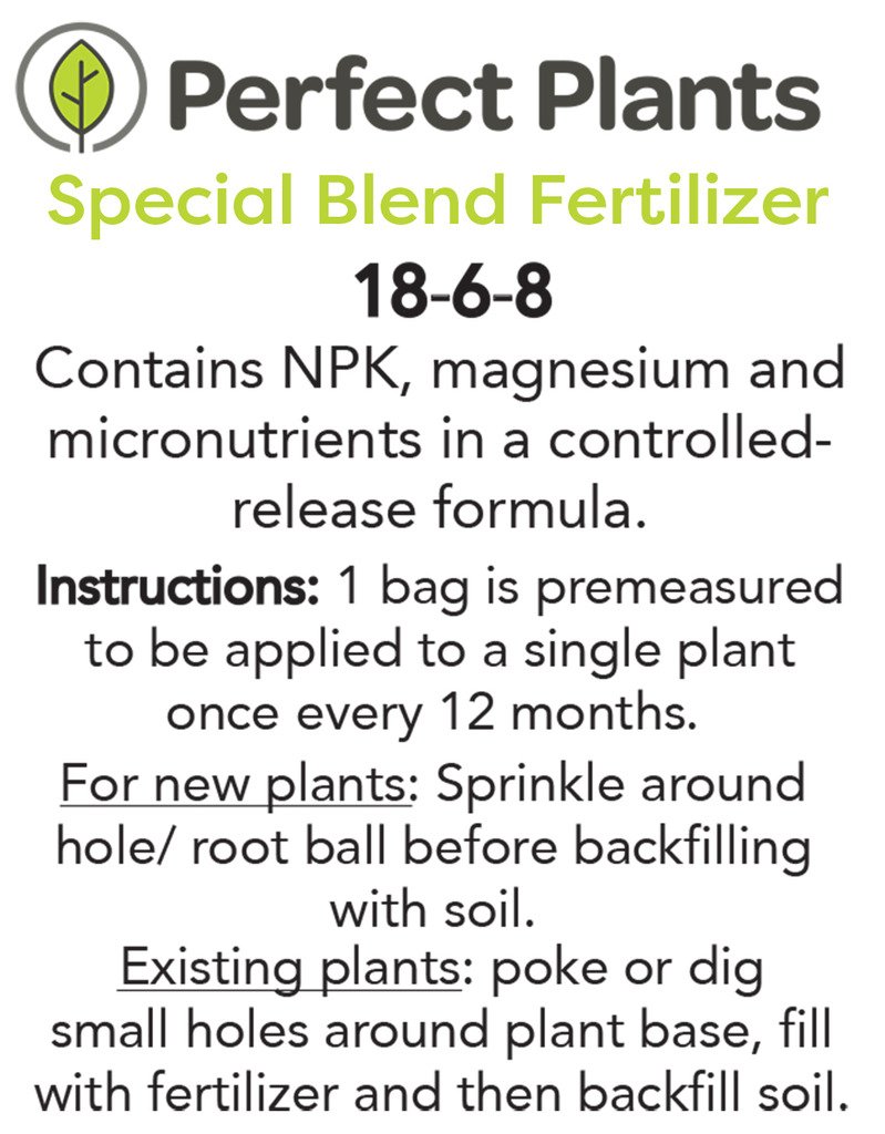 PERFECT PLANTS Powder Blue Blueberry Live Plant - 1 Gallon Size, Fresh Green Foliage | Ideal for Home Gardens, Landscaping & Fresh Berry Harvesting