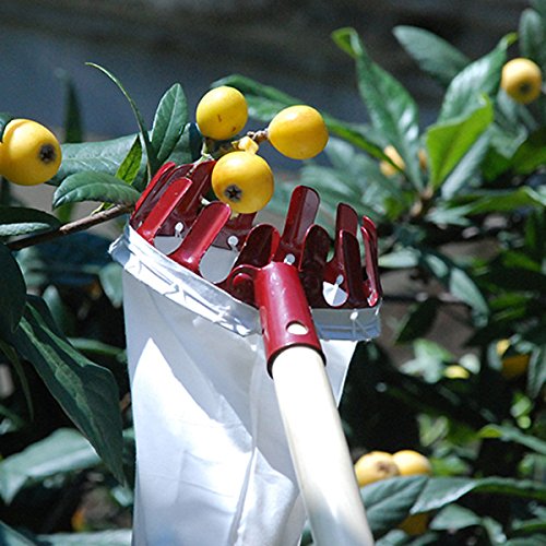 Premium Fruit Picker Set - Durable Gardening Tool for Harvesting Apples, Pears & Peaches | Extendable Reach (Pole Not Included) | Random Colors (White/Red/Orange) | Perfect for Orchard Harvesting, Home Gardening & Farm Use