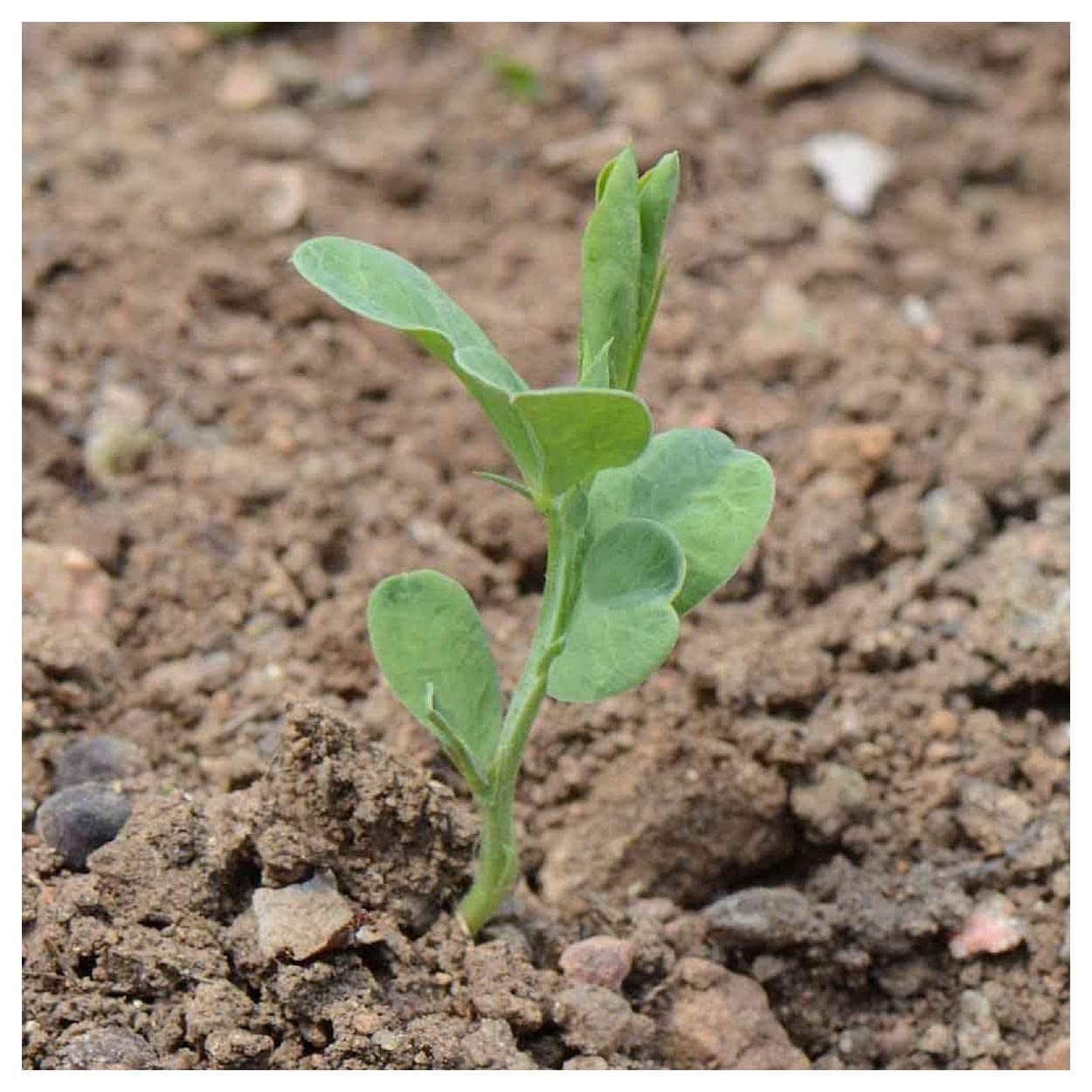 Everwilde Farms - 1 Lb Knee High Mix Sweet Pea Wildflower Seeds - Gold Vault Pack - Perfect for Garden Borders, Cutting Gardens & Pollinator Habitats