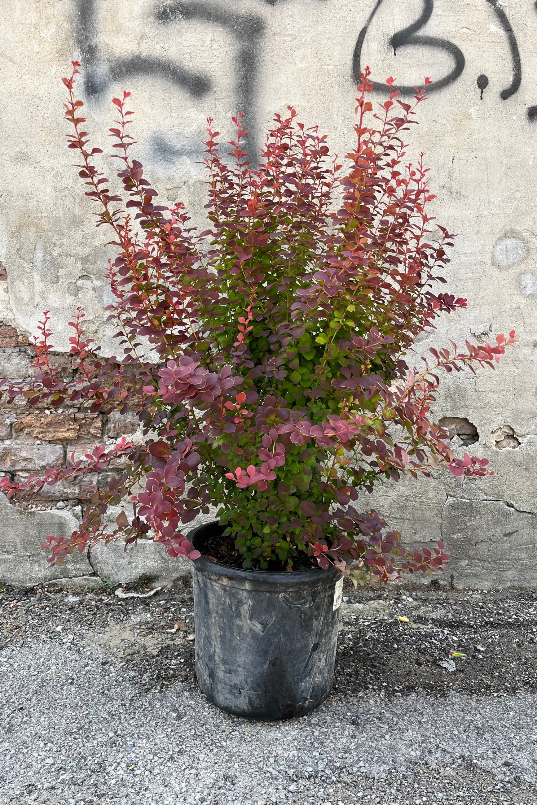 Orange Rocket Barberry (Berberis thunbergii) #5 Container - Vibrant Foliage for Landscaping, Hedges & Garden Borders