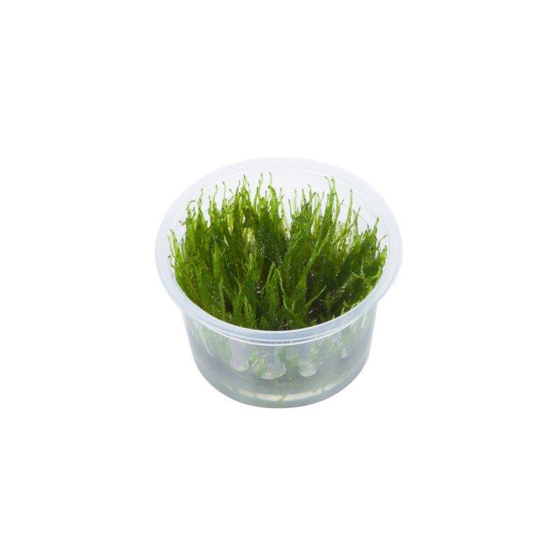 TCulture Taxiphyllum 'Taiwan Moss' (TC Cup) - Premium Aquatic Moss for Aquascaping, Shrimp Tanks & Terrariums | Live Aquarium Plants for Freshwater Fish Tanks