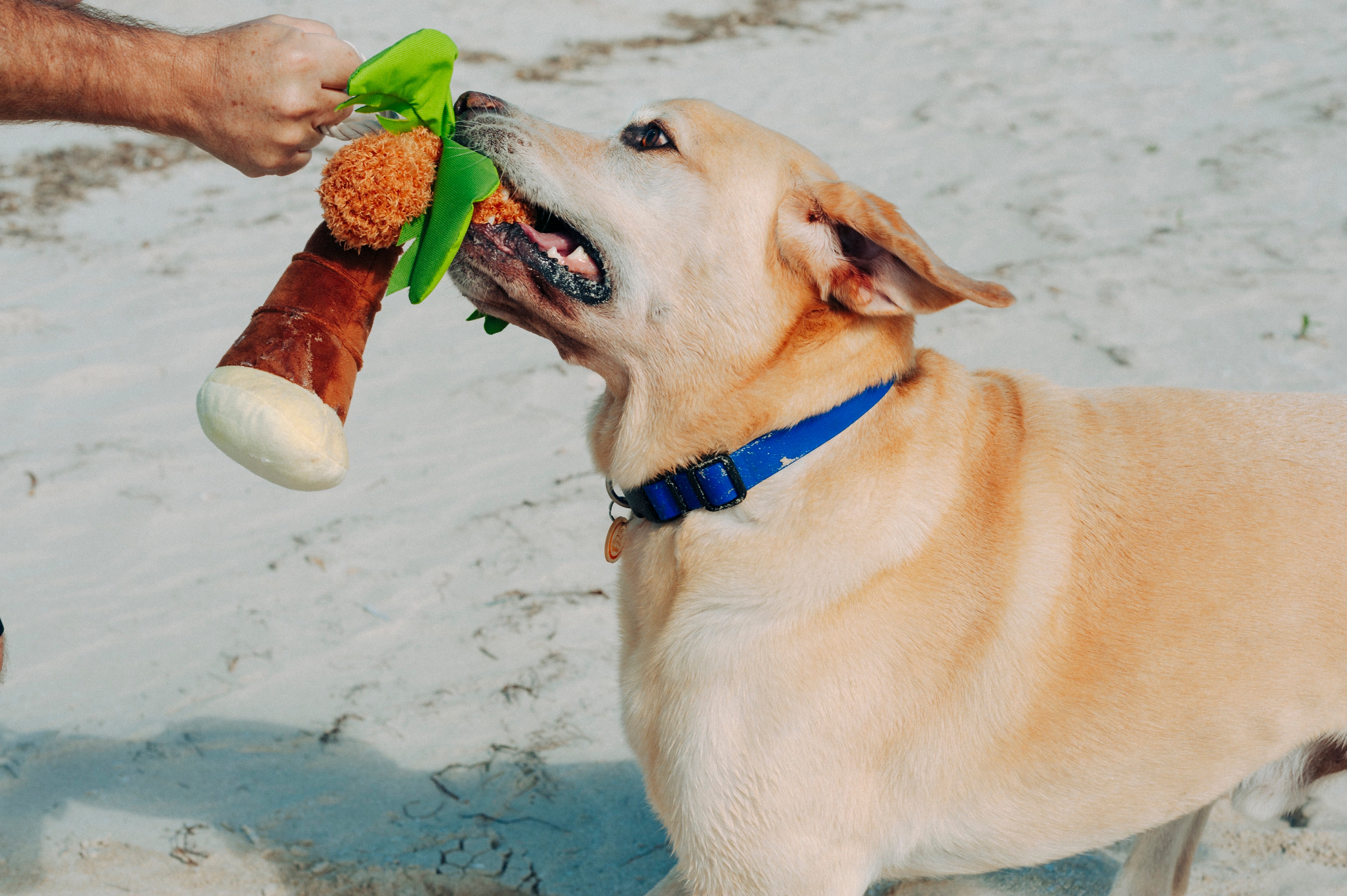 Tropical Paradise™ Dog Plush Toy - La Palma Soft Chew Toy for Dogs | Durable & Safe Pet Play | Perfect for Indoor & Outdoor Playtime
