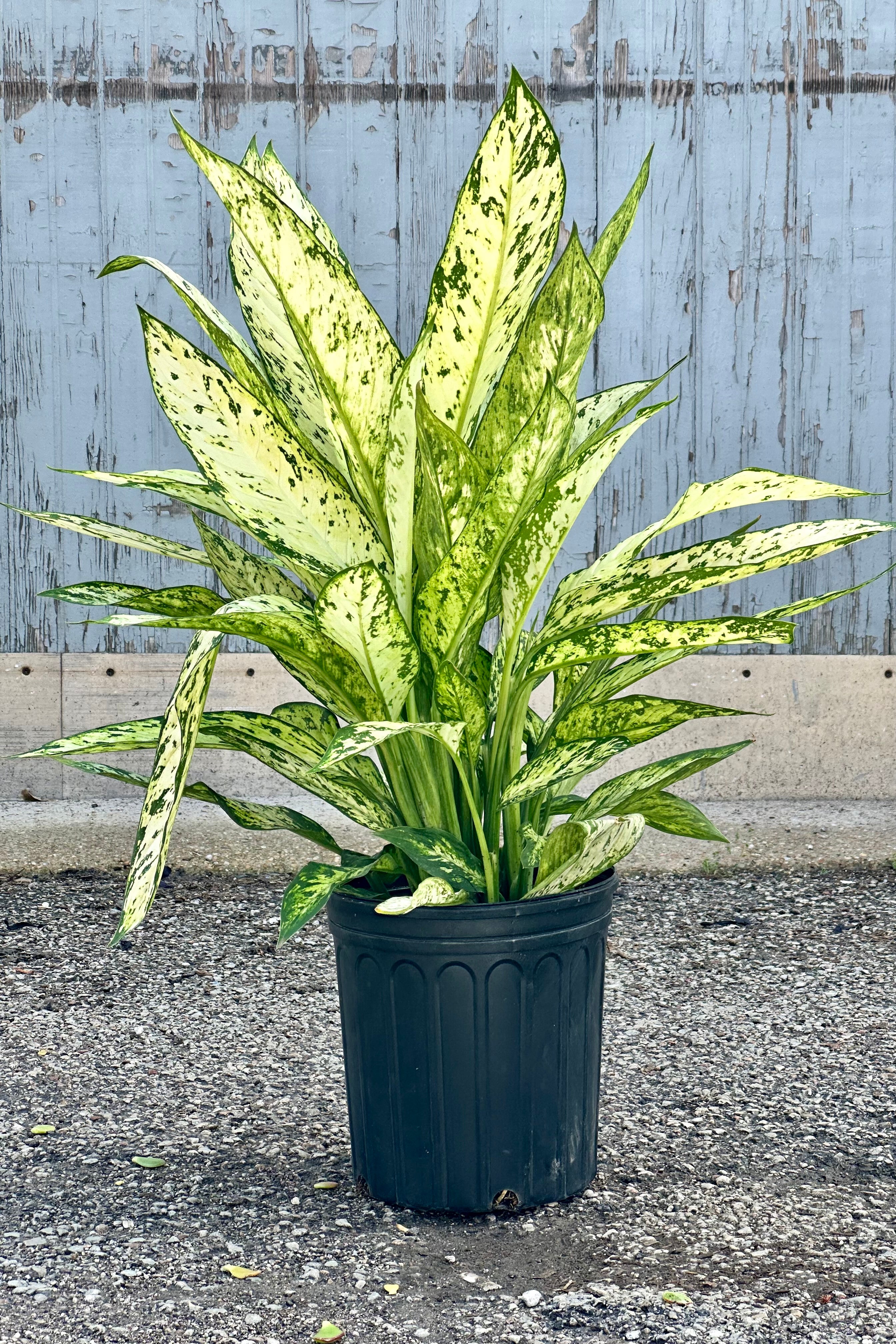 Dieffenbachia 'Vesuvius' 10
