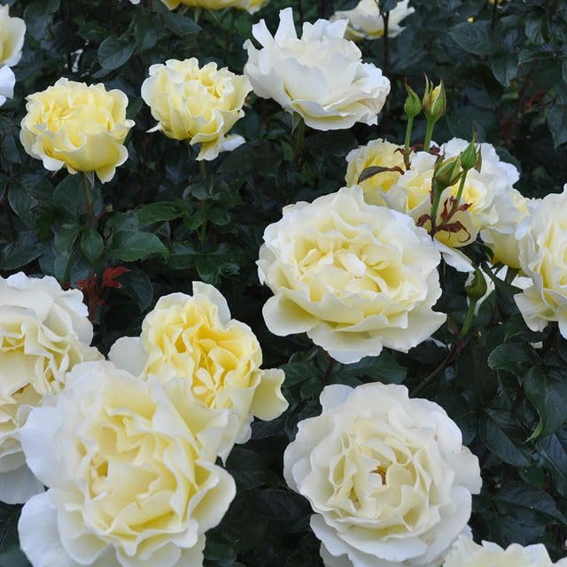 Heirloom Roses White Licorice™ Yellow Floribunda Rose Bush - Live Outdoor Planting, Fragrant Garden Flowers for Landscaping & Home Decor
