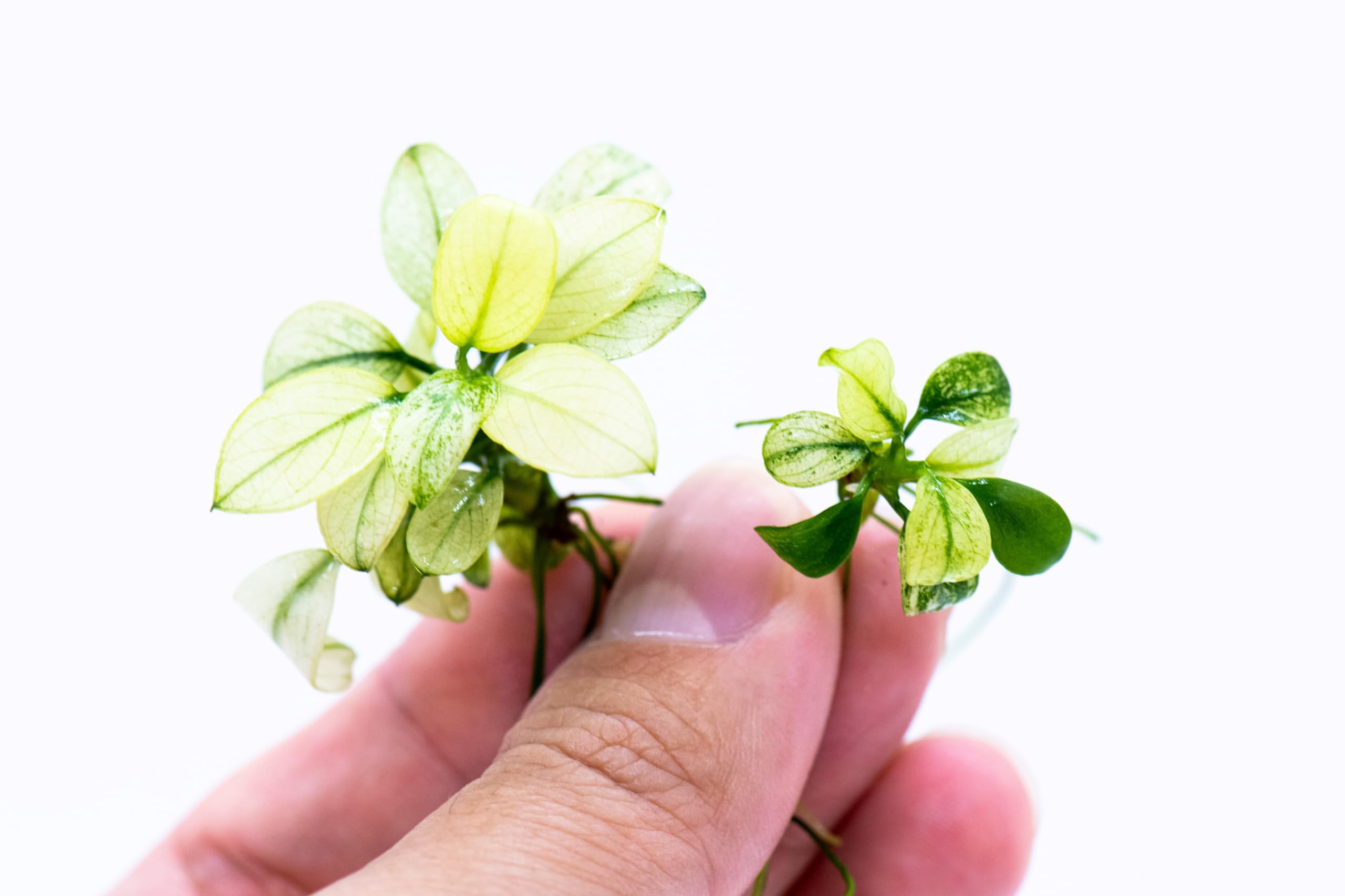 Anubias Nana Petite White Live Aquarium Plant - Rare Aquatic Plant for Nano Tanks & Terrariums | Easy Care Freshwater Aquascaping | Low Light Aquarium Decor | 1 Mini Loose Plant for Shrimp Tanks & Betta Fish Habitats