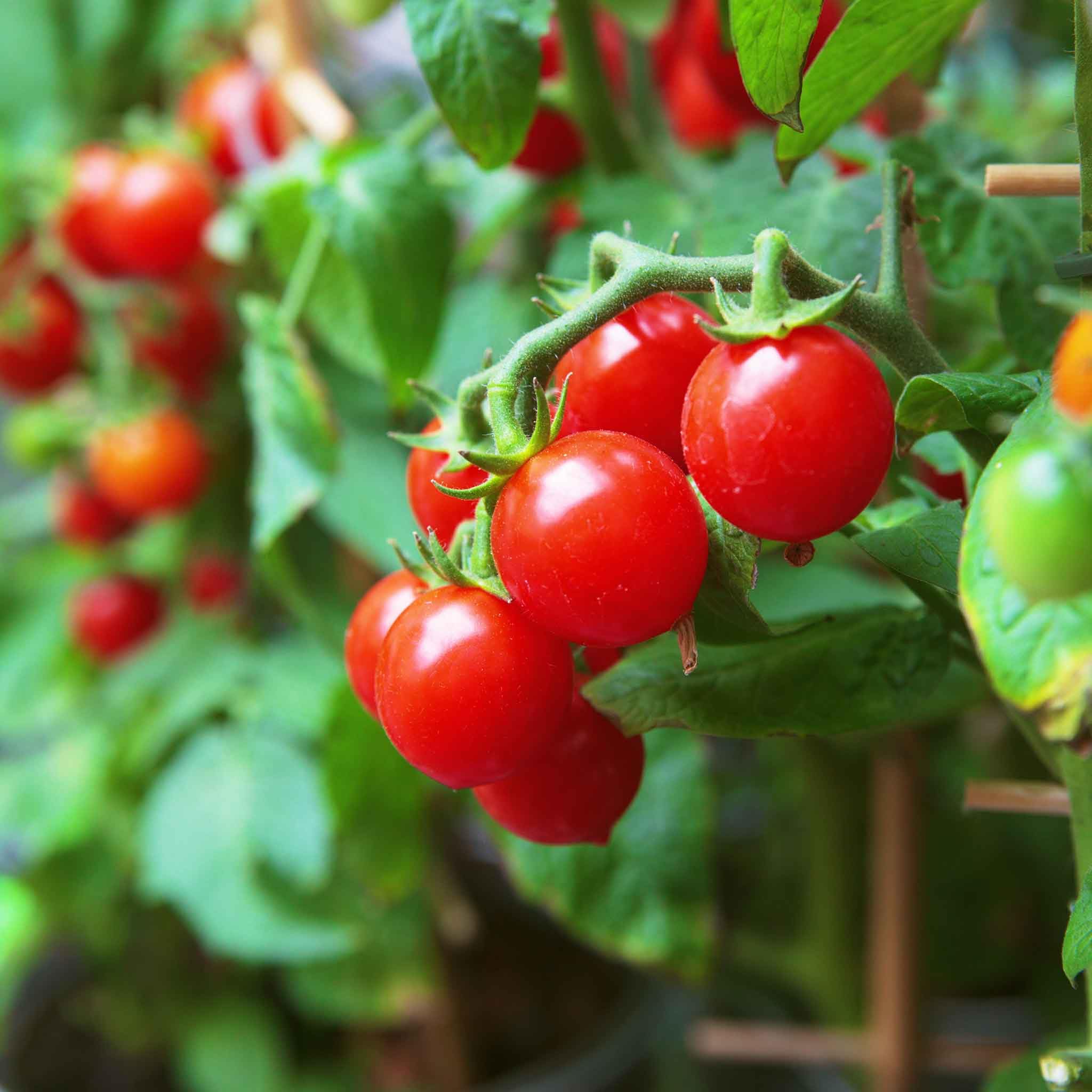 Eden Brothers Small Red Cherry Tomato Seeds for Planting - Non-GMO, Heirloom Variety for Home Garden, Patio, and Container Gardening