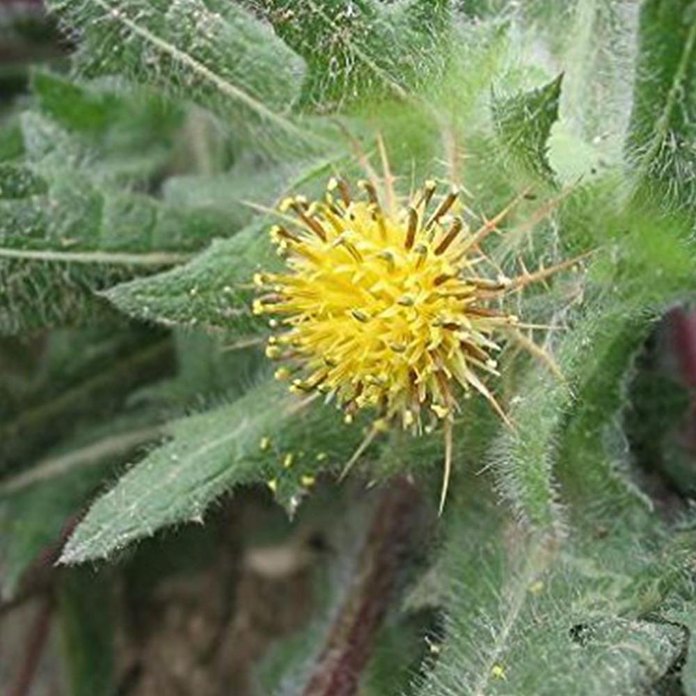 Blessed Holy Thistle Seeds (Cnicus Benedictus) - Pack of 10 Organic Herbal Seeds for Planting - Grow Medicinal Herb Garden, Tea Making & Natural Remedies