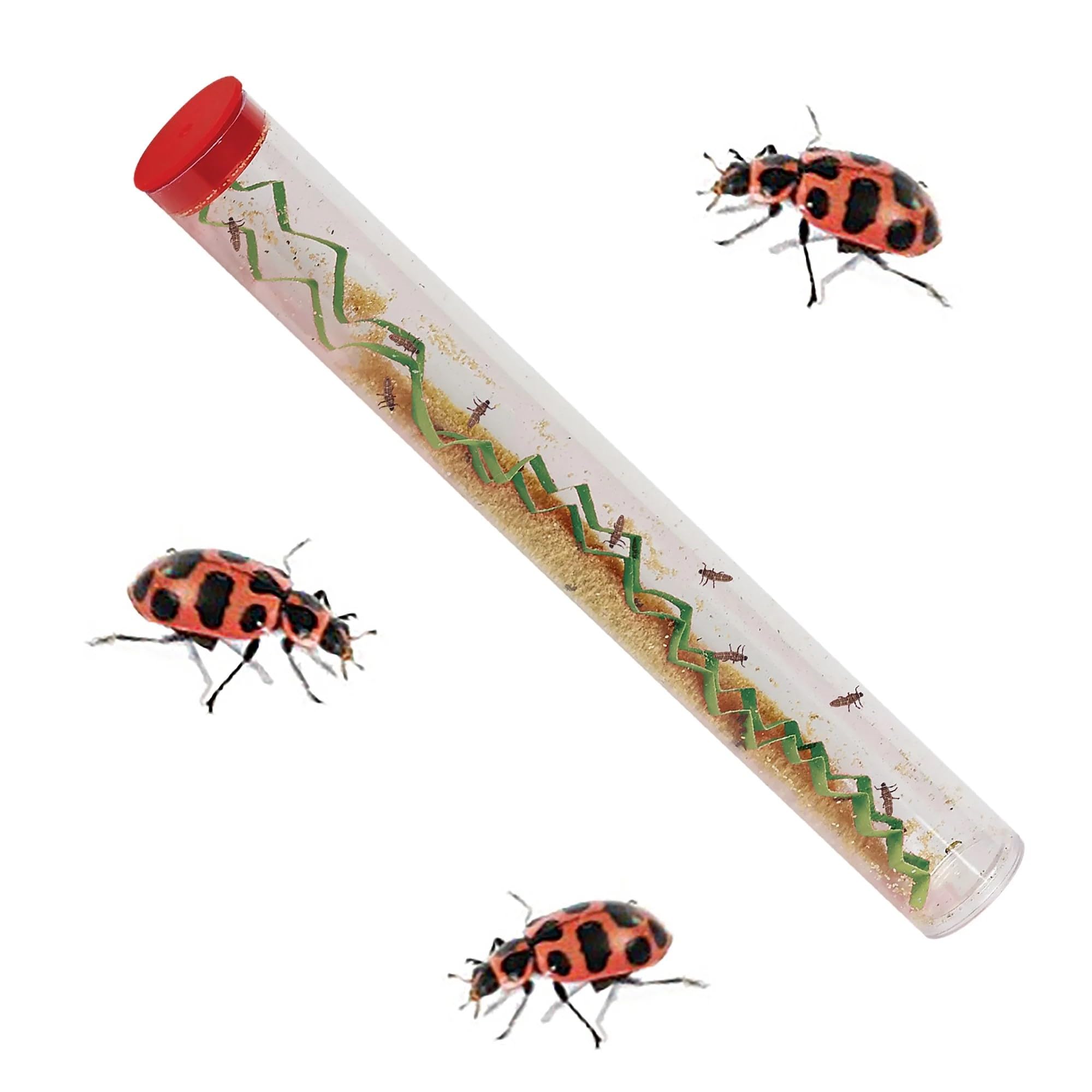 Insect Lore Bug Camp Bundle - Live Caterpillars Butterfly Kit, Ladybug Land with Live Larvae, Ant Mountain with Live Harvester Ants | STEM Educational Toys for Kids | Perfect for Classroom Science Projects & Backyard Exploration