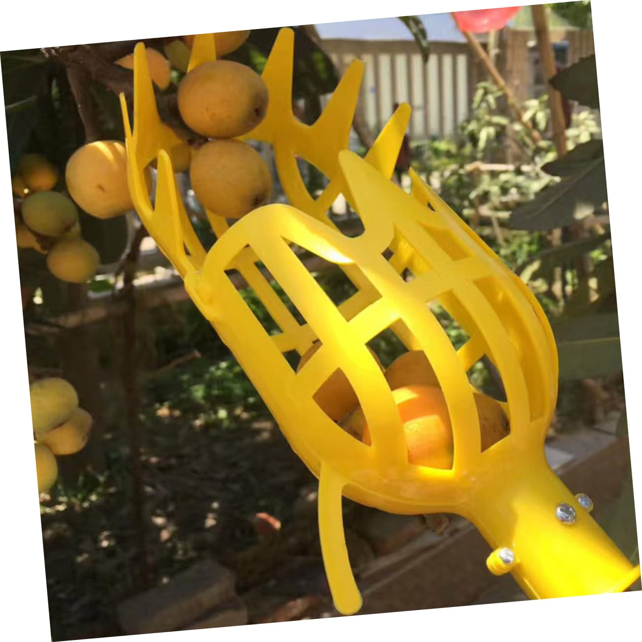 Cabilock Fruit Picker Tool with Basket & Extension Pole - Easy Assemble Lightweight Fruit Harvester for Apple, Orange, Peach Picking - Perfect for Home Garden, Orchard Harvesting & Tall Tree Fruit Collection