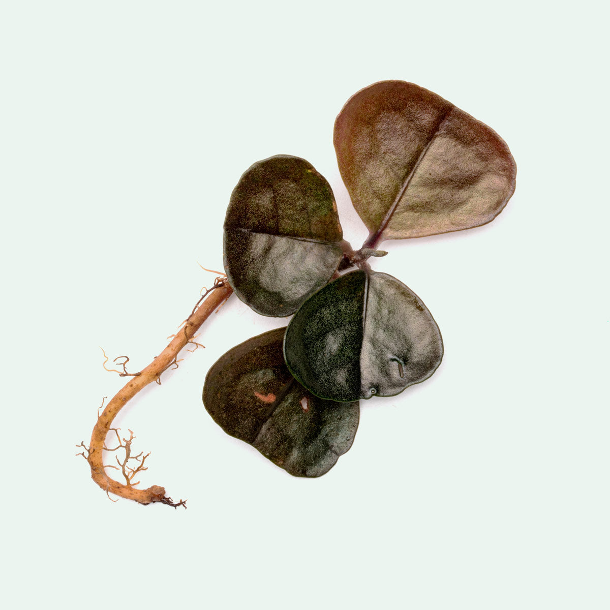 Black Ardisia Plant - Exotic Tropical Houseplant for Home & Office Decor | Perfect for Indoor Gardens, Gift Giving & Feng Shui
