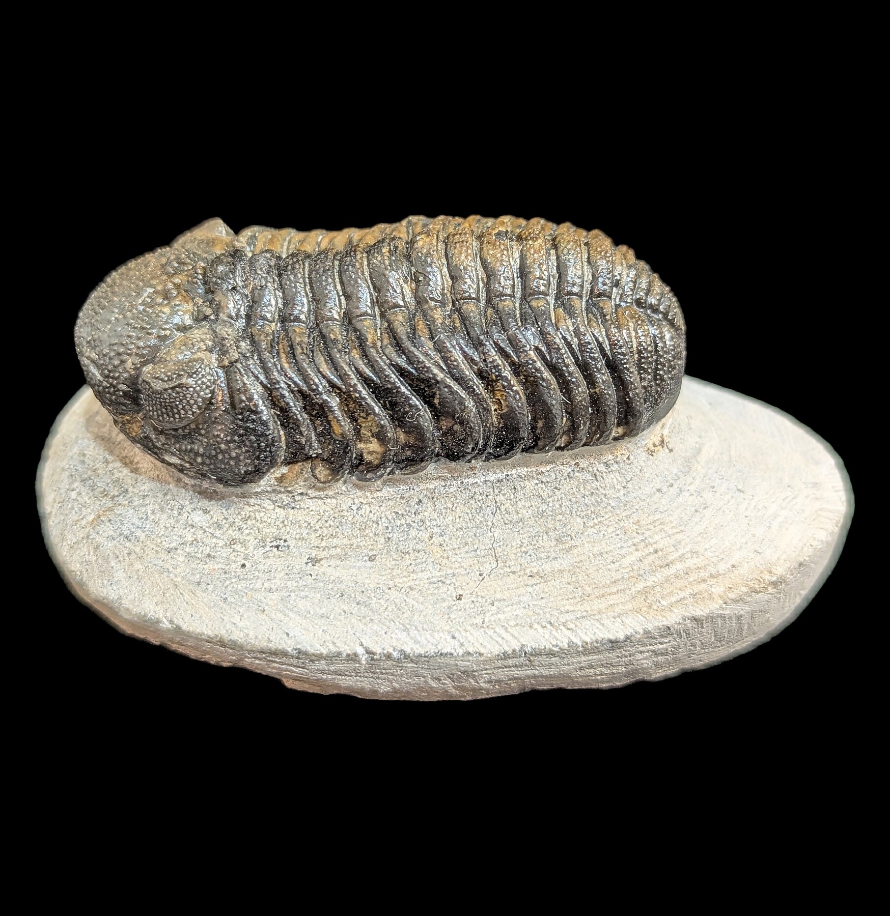 Authentic Phacops Rana Trilobite Fossil in Natural Matrix - Rare Paleozoic Era Specimen for Fossil Collectors & Home Decor