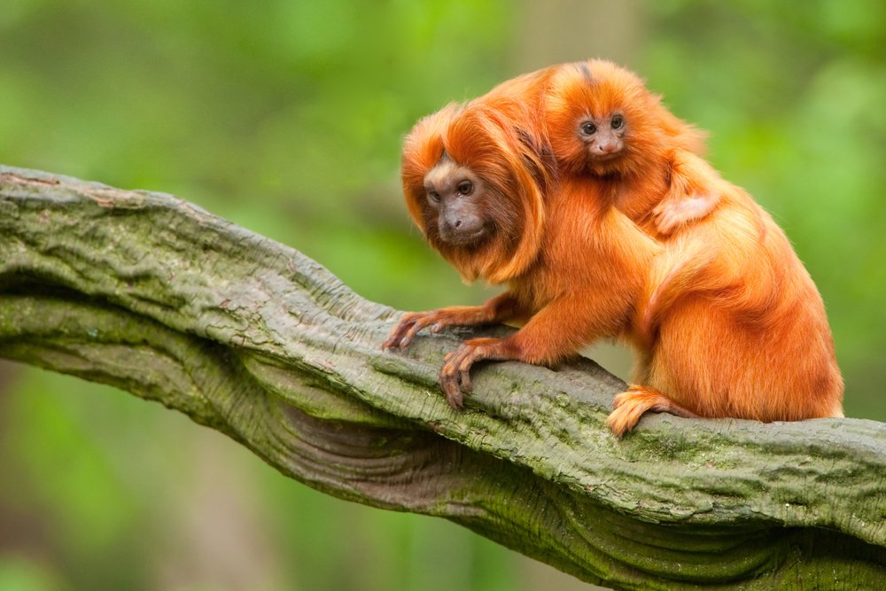 Tamarin Monkey and Baby Wall Art - 24x36 Gallery Quality Metal Print, Aluminum Home Decor for Living Room, Bedroom & Office