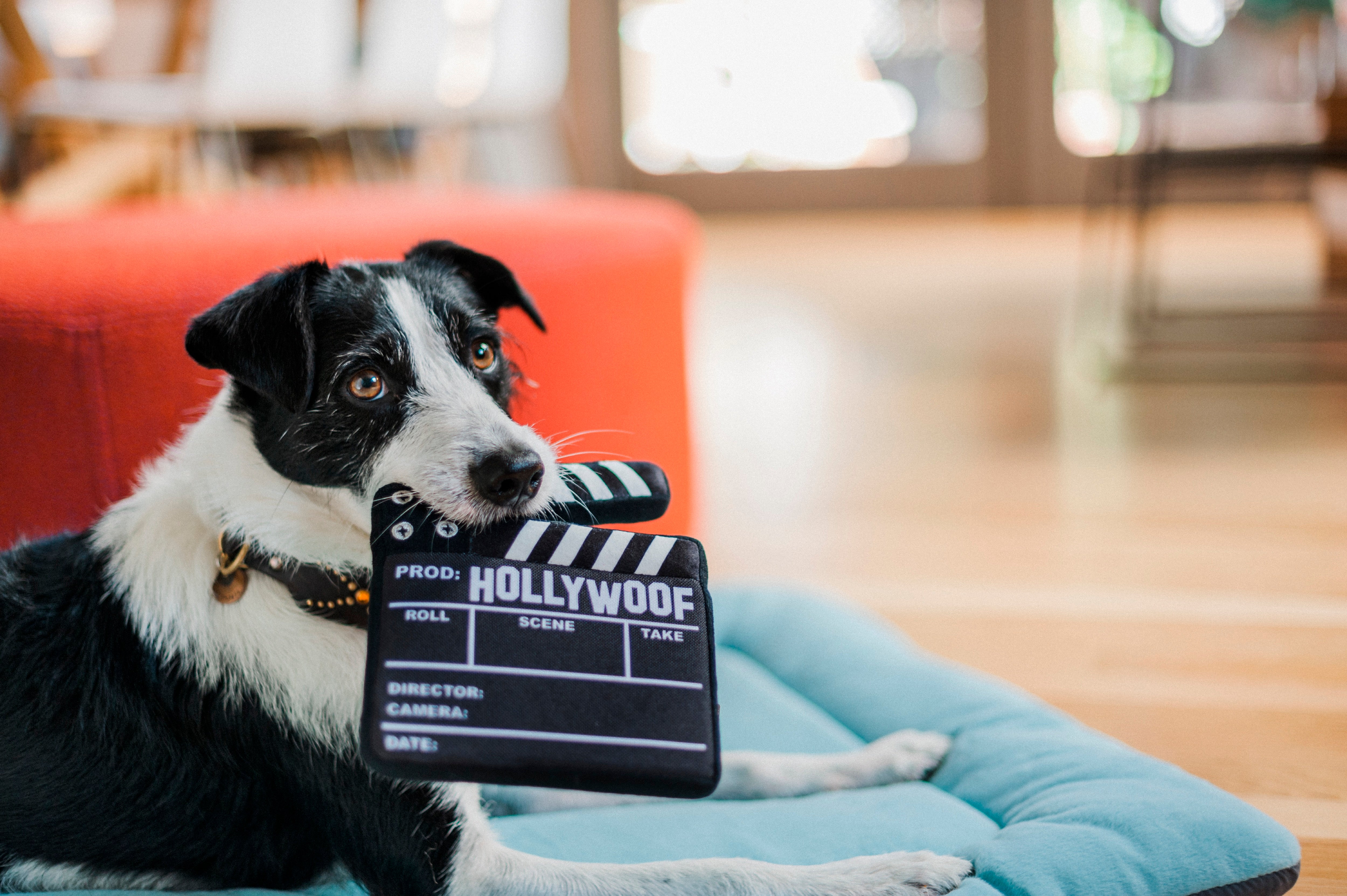 Hollywoof™ Plush Dog Toy - Interactive Puzzle Board for Dogs | Pet P.L.A.Y. | Perfect for Training, Boredom Relief & Mental Stimulation