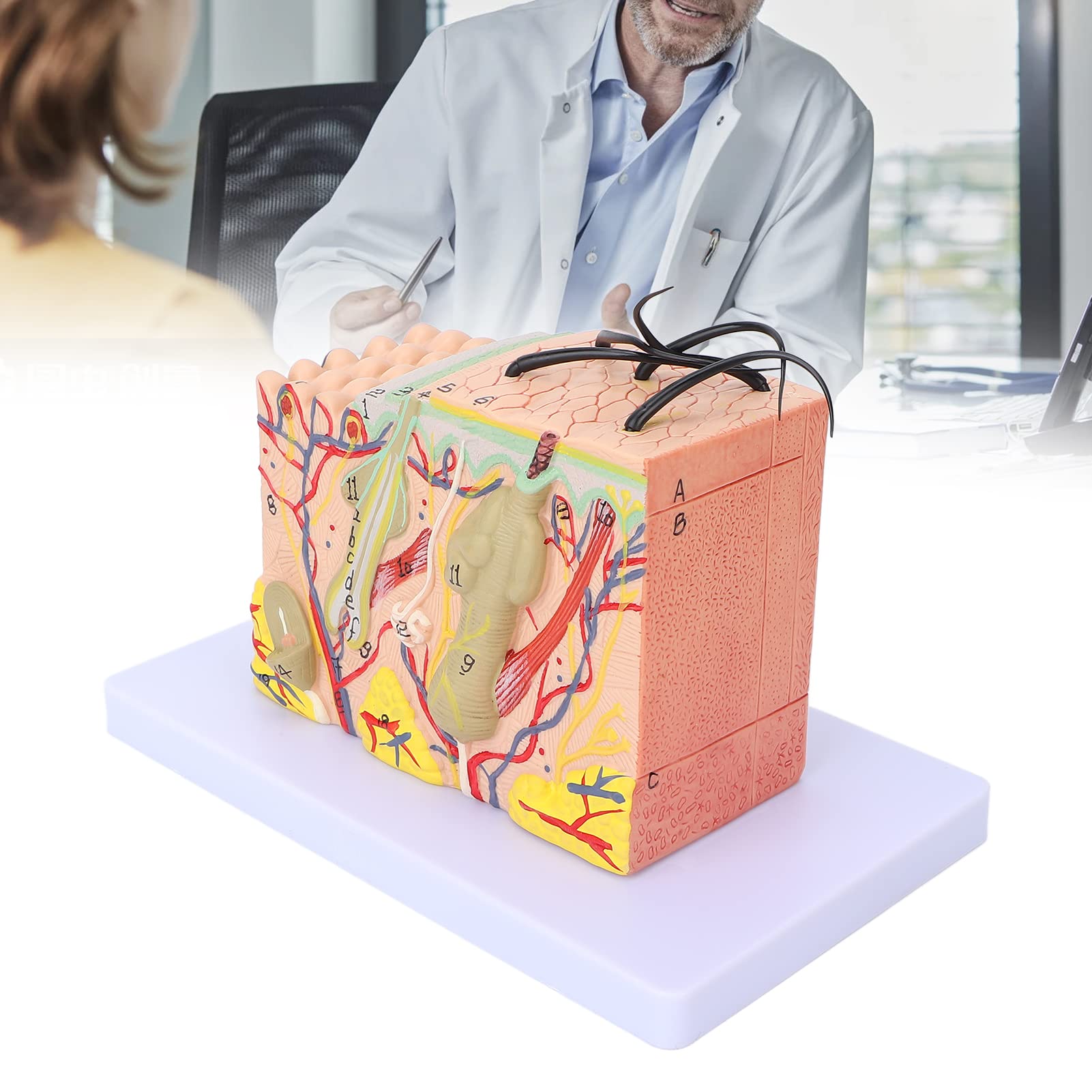 Magnified Skin Tissue Model - PVC Anatomical Skin Model for Dermatology Study, Cosmetology Training & School Education | Perfect for Medical Students, Skin Care Professionals & Classroom Demonstrations
