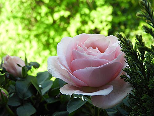 20x30 Inch Laminated Rose Blossom Poster - Vibrant Pink Floral Wall Art for Home Decor, Bedroom & Office - Perfect for Framing & Gifts
