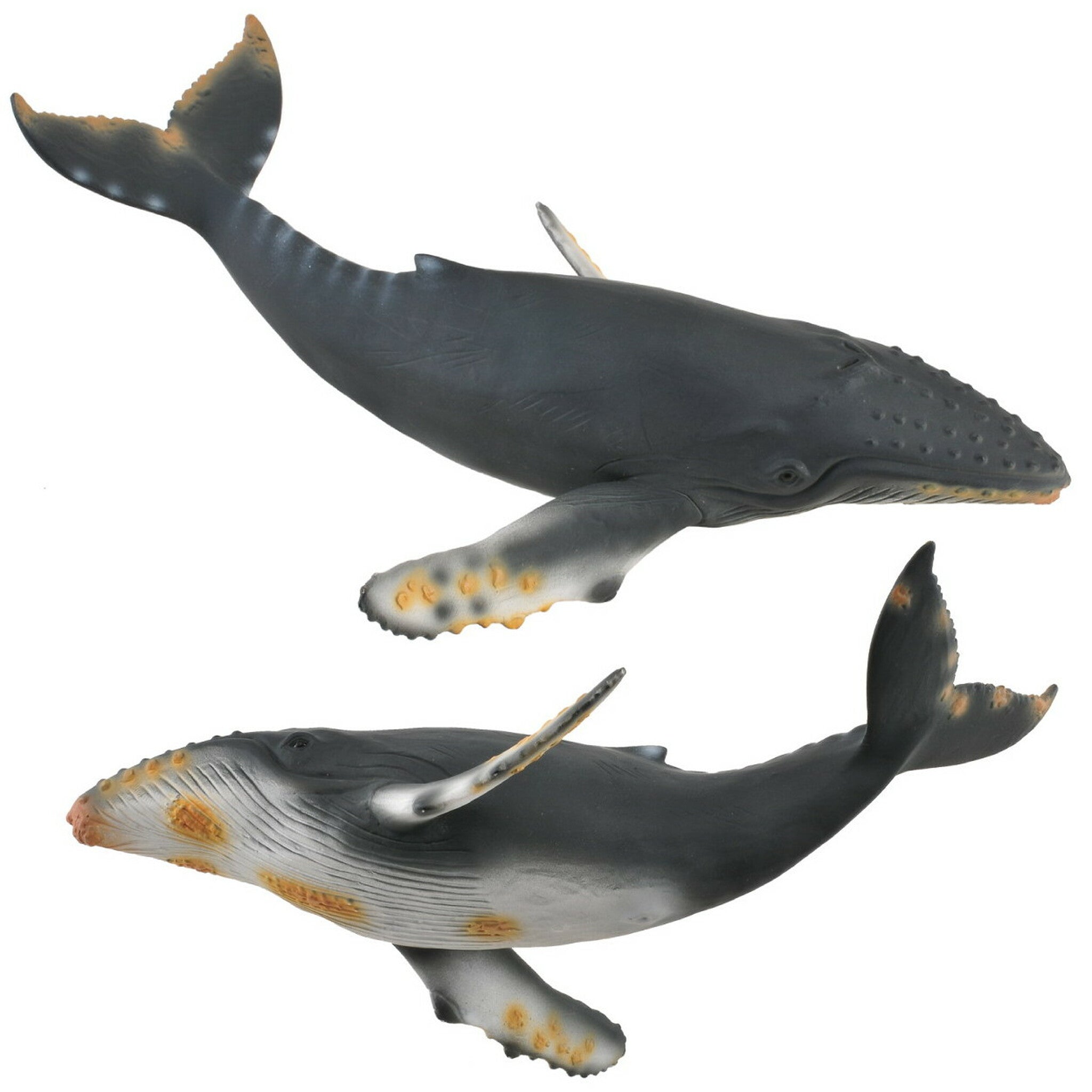 CollectA Humpback Whale Figurine - Realistic Ocean Animal Toy for Kids, Educational Marine Life Model - Perfect for Playtime, Classroom Learning & Home Decor