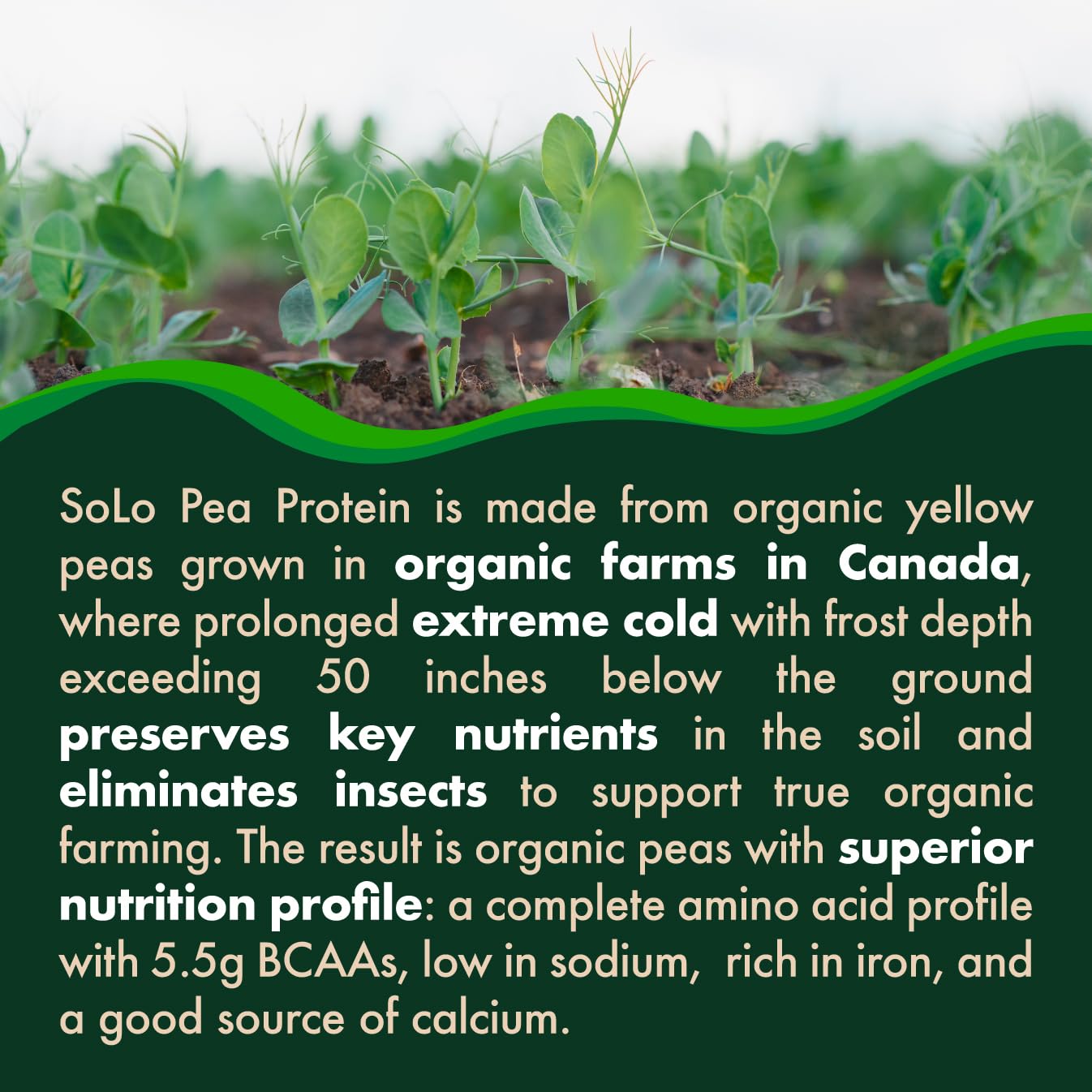 SOLO Organic Pea Protein Isolate Powder - 100% Vegan, Non-GMO, Unflavored Plant-Based Protein with BCAA - Low Sodium, Keto & Paleo Friendly, Easy to Digest - Made from Canada Grown Peas, No Additives (2.7 lbs) - Perfect for Smoothies, Baking & Post-Workout Recovery