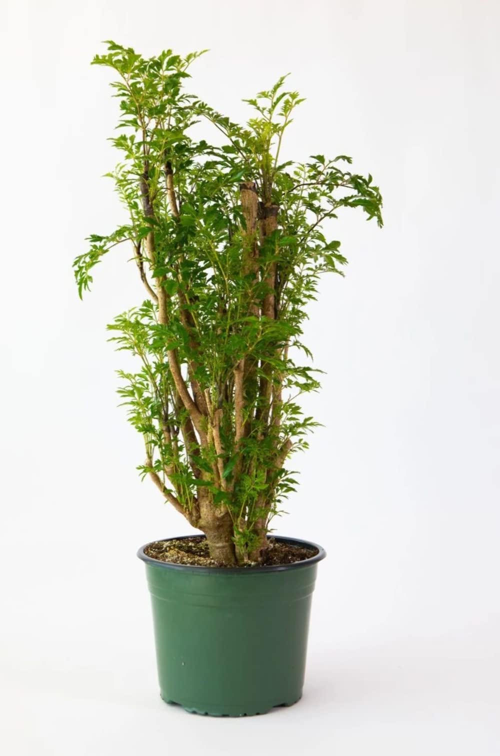 Lively Root Aralia Ming Stump - 8 Inch Grower Pot Live Houseplant | Easy Care Indoor Plant | Feng Shui Home Decor | Perfect for Living Room, Office & Bedroom Air Purification