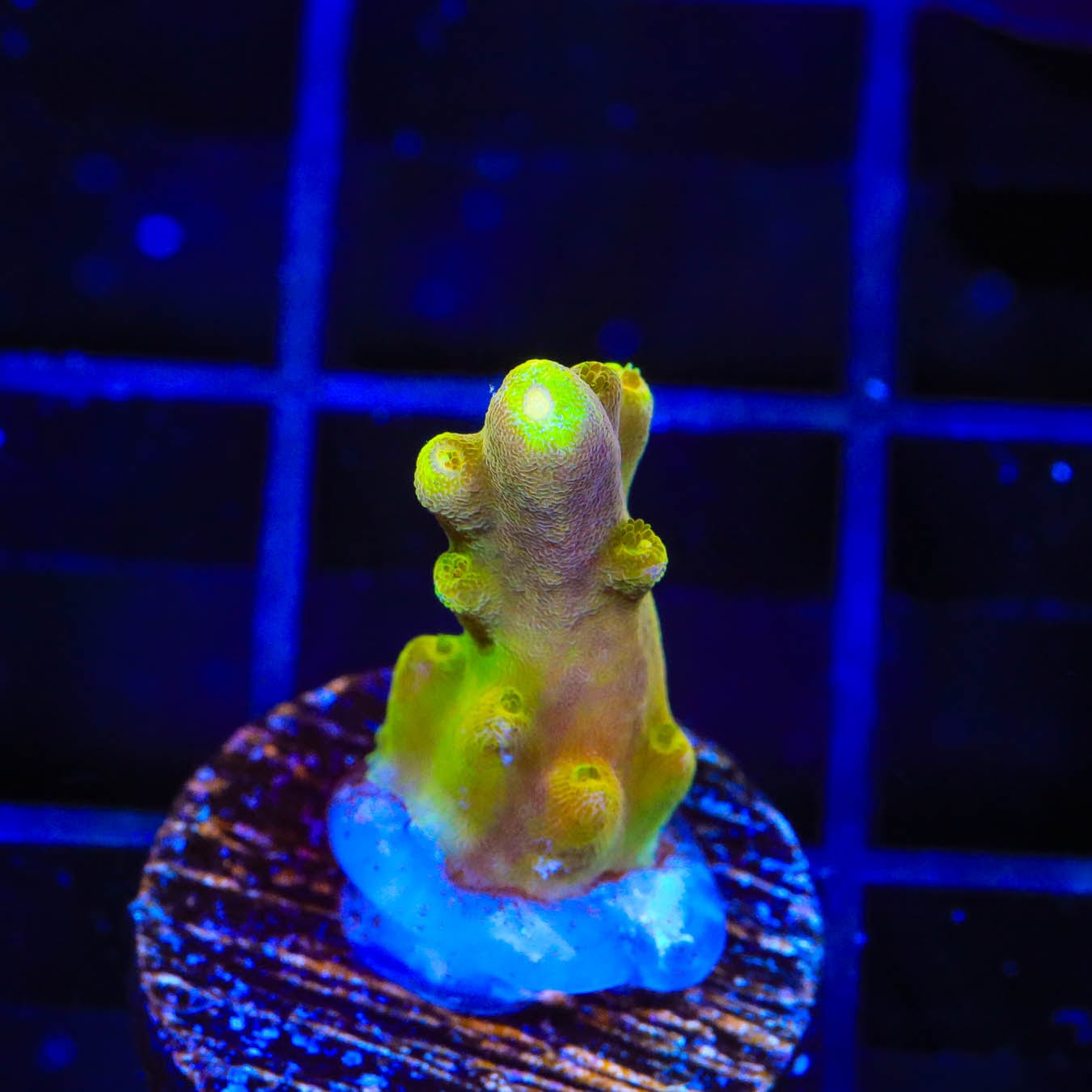 Premium CB Golden Jawdropper Acropora Coral for Saltwater Aquariums - Vibrant Colored Live Coral for Reef Tanks & Marine Displays
