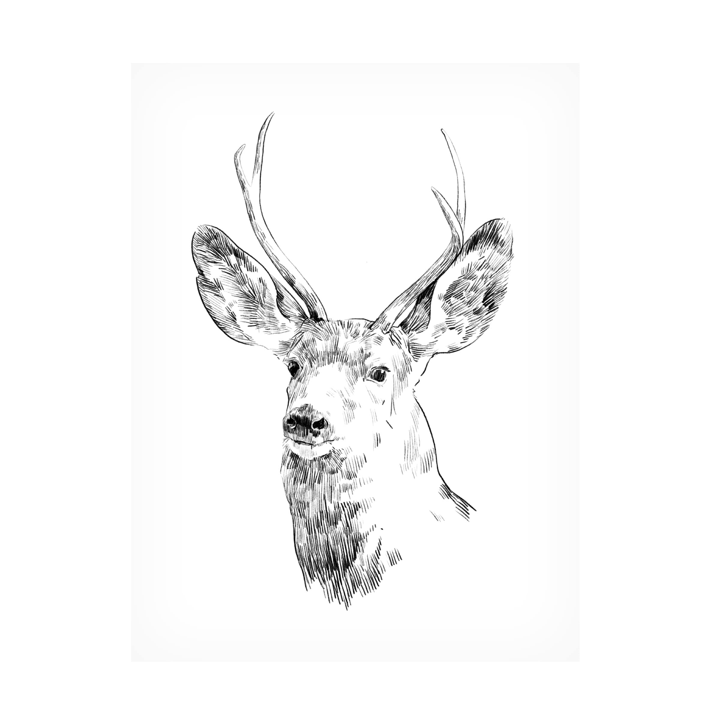 Emma Scarvey 'Young Buck Sketch IV' Canvas Wall Art Print - Modern Wildlife Decor for Living Room, Bedroom & Office