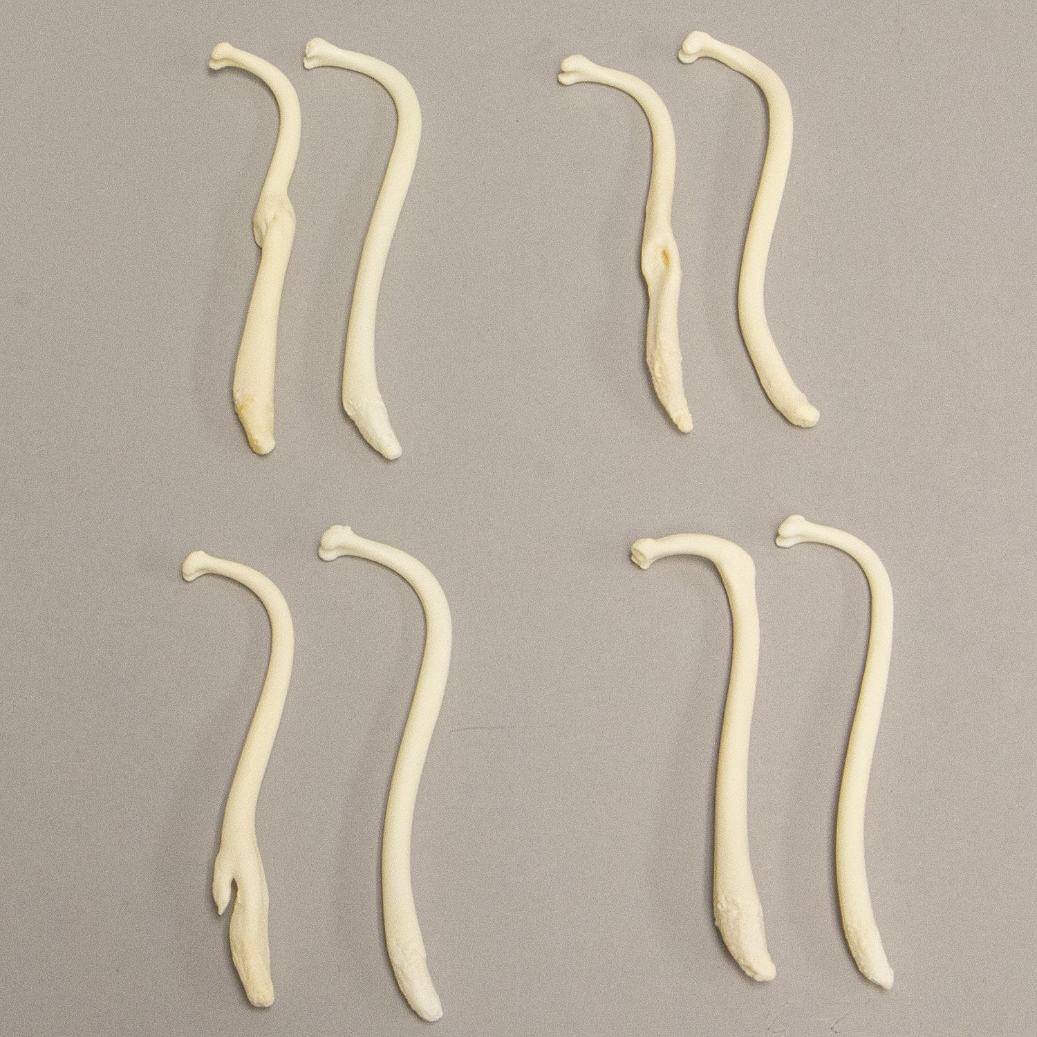 Authentic Healed Raccoon Baculum Comparison Set - Genuine Pathology Specimen for Research, Education & Taxidermy | Perfect for Biology Classrooms, Medical Studies & Oddity Collectors
