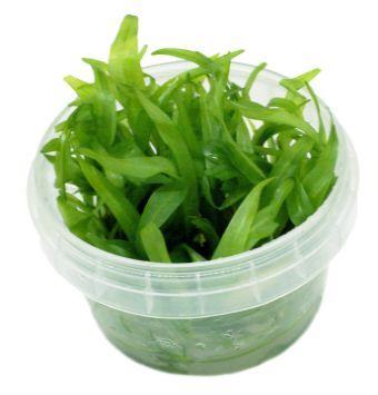 Tculture Helanthium 'Quadricostatus' Live Aquatic Plant for Aquarium - TC Cup - Perfect for Freshwater Fish Tanks, Aquascaping & Planted Aquariums