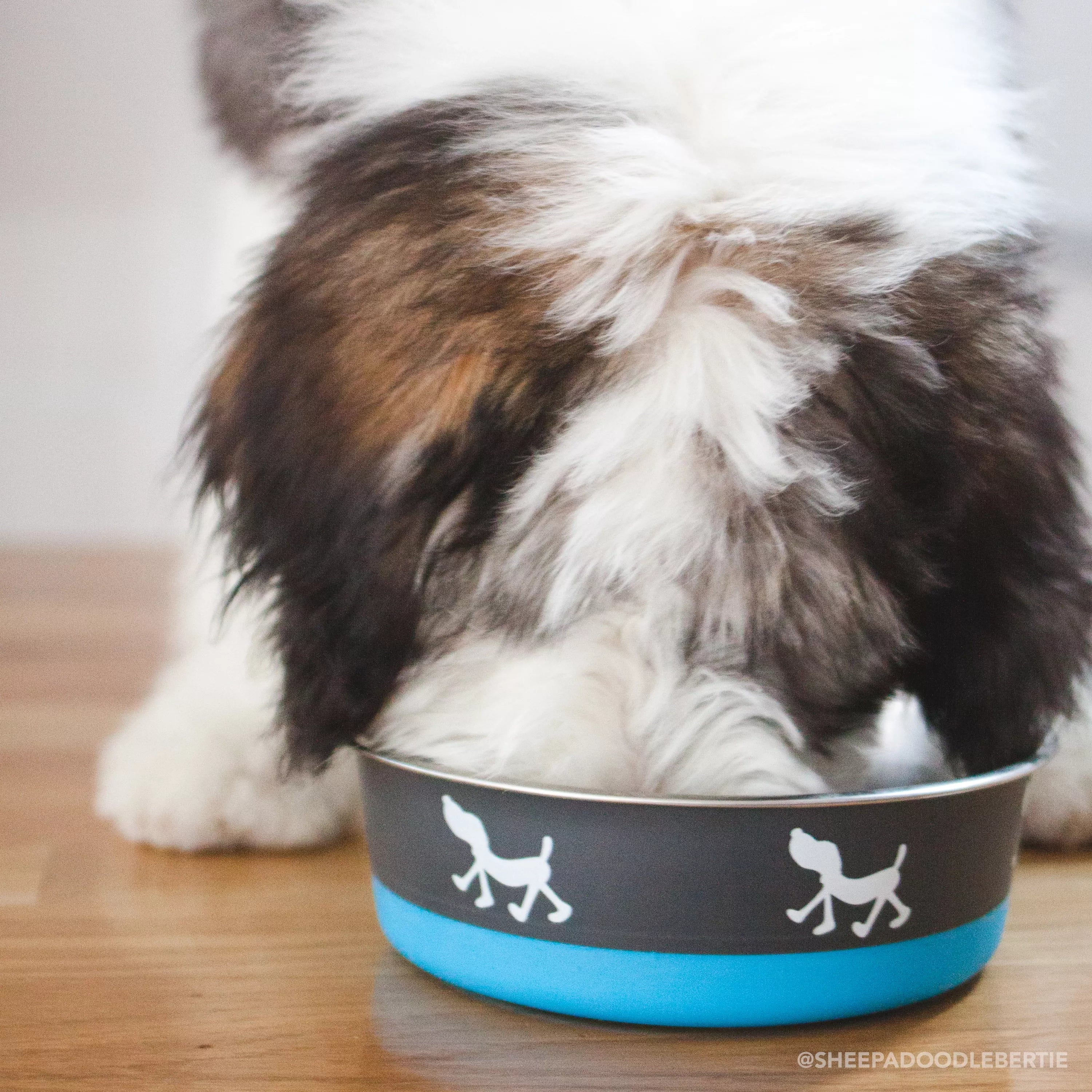 Bergan Plato Maslow Non-Slip Stainless Steel Dog Bowl in Blue - Durable Pet Food Dish for Small to Medium Dogs, Perfect for Home or Travel Use