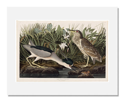 John James Audubon The Birds of America Plate 236 - Night Heron or Qua Bird Print - Premium Wildlife Art for Home Decor & Birdwatching Enthusiasts