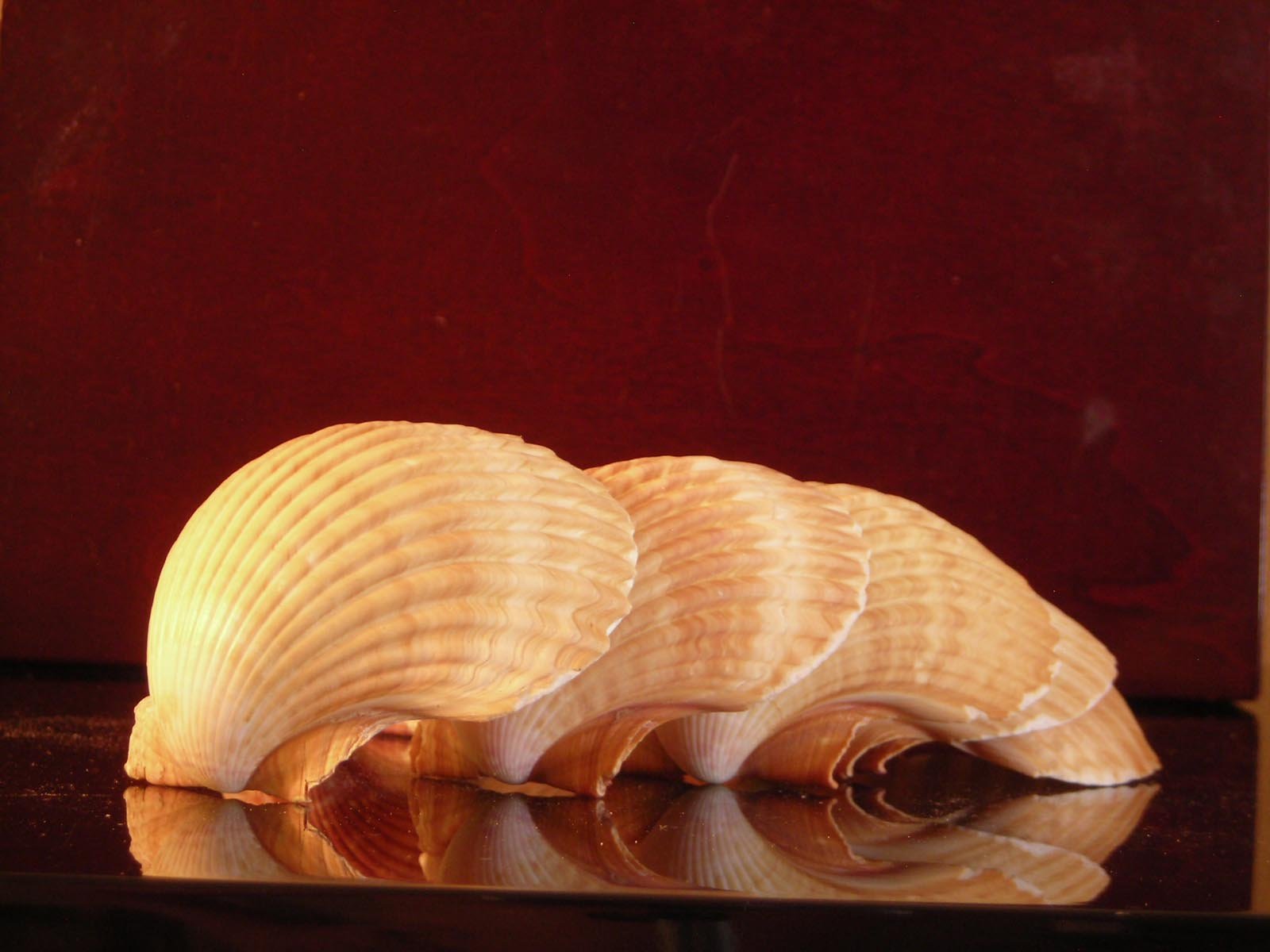 50 Large Mexican Deep Scallop Shells 3