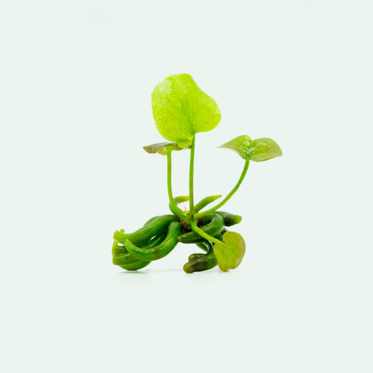 Buy Banana Plant Online - Live Musa Acuminata for Home & Garden - Perfect for Indoor Decor, Landscaping, and Tropical Gardens